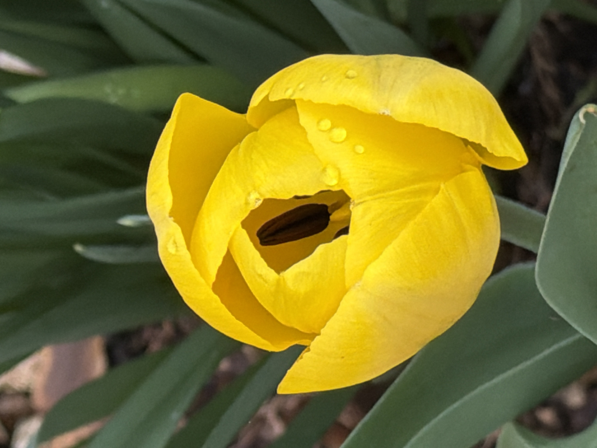 A high-angle close-up shot focuses on a vibrant yellow tulip. The tulip appears to be in partial bloom, with its petals tightly layered and partially open to reveal dark brown stamen inside the flower. Several water droplets glisten on the outer petals. Surrounding the tulip, blurred dark green leaves suggest a garden or outdoor setting. No buildings or people are visible in the frame. Thus the location can not be determined to be the city of Esch-sur-Alzette, Luxembourg. The location could be anywhere.