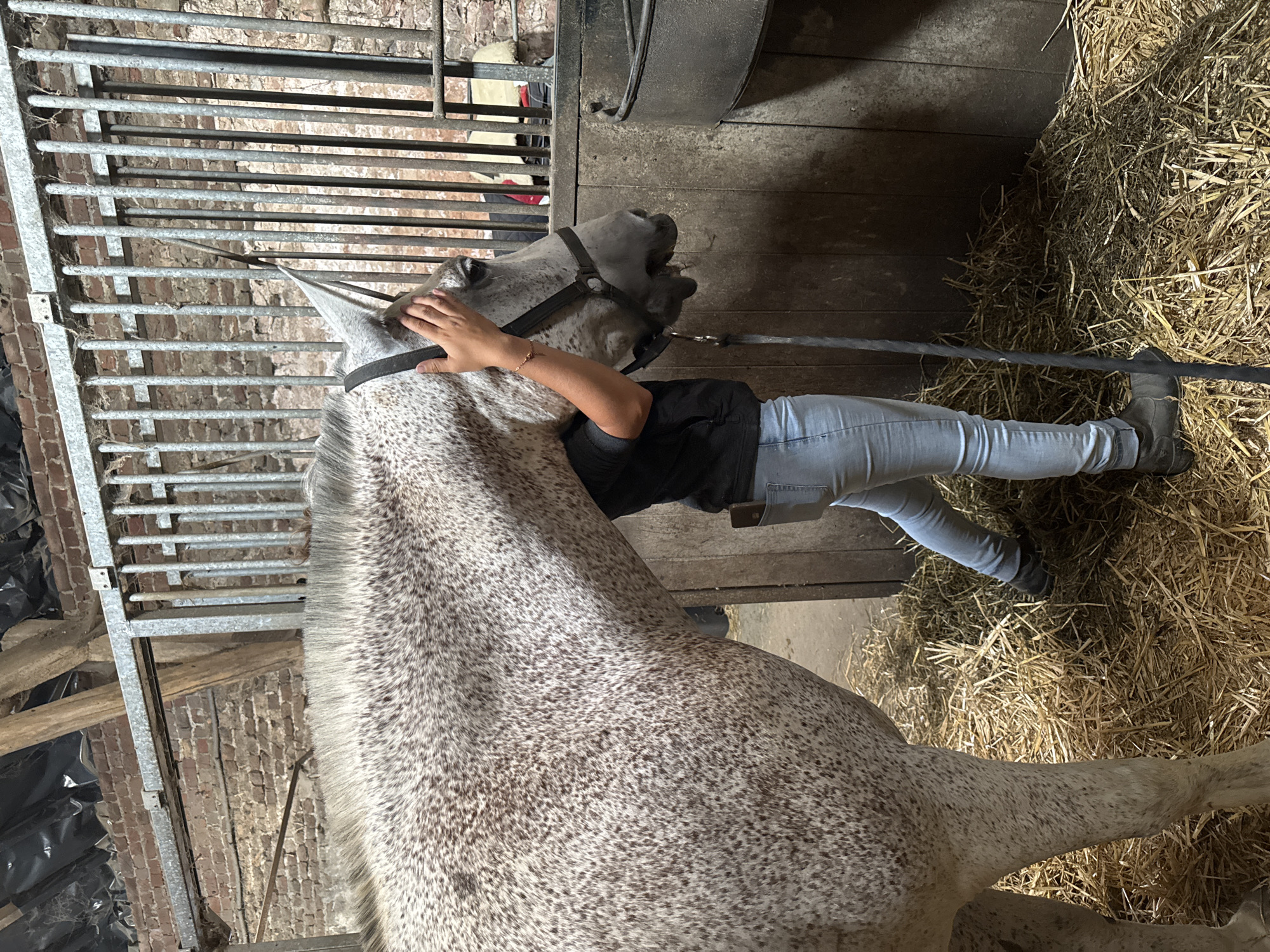 The image depicts a horse in a stable stall in Estaimpuis, Belgium. The horse is a dappled grey, with its head turned towards the right. A person, wearing a black top and light blue jeans, is standing next to the horse, with their hand resting on the horse's head. The stall is filled with straw. The background shows a brick wall and metal bars, characteristic of a stable environment.