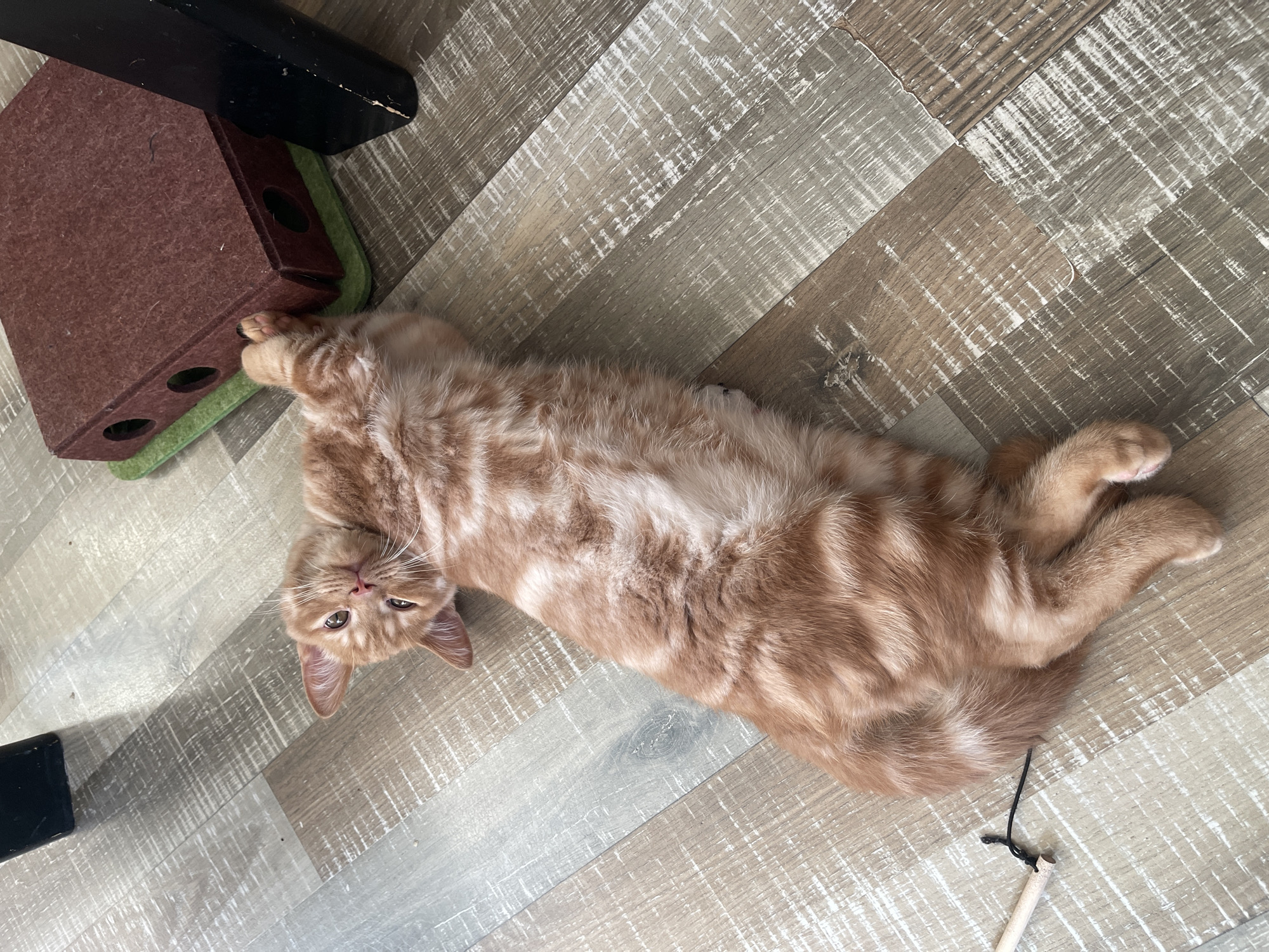An orange tabby cat is lying on its back on a wooden floor. The cat's paws are raised, and one paw is touching a brown cat toy box. The cat is looking up at the camera with its eyes open. The floor is made of wood planks with a light brown and grey color. The scene is indoors. There is no information about the location in the city of Kommunarka, Russia.