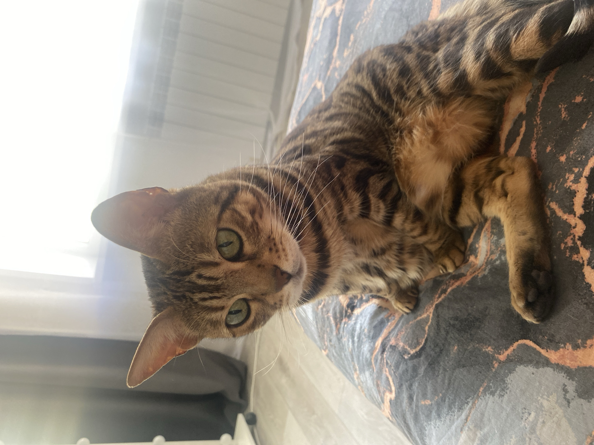 A brown, striped cat with green eyes is lying on a bed with a patterned bedspread. The cat is partially illuminated by light from a window to the left. The location is unknown.
