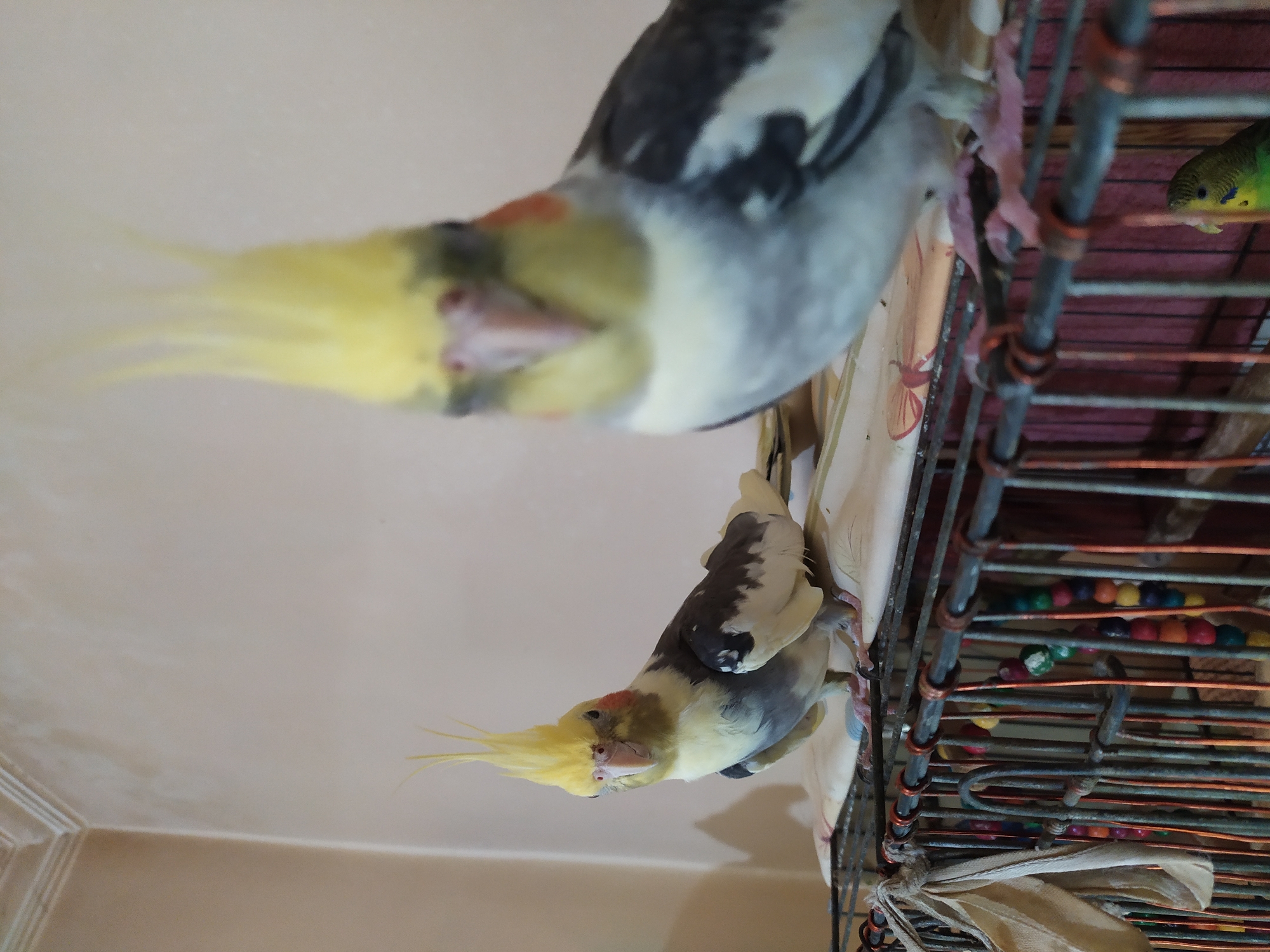 Two cockatiels and one budgerigar are inside and on top of a birdcage in Bilajari, Azerbaijan. The cockatiels are facing forward, with one bird in sharp focus and the other slightly blurred behind it. The budgerigar is visible at the bottom of the image, peeking out from the cage. The cage is made of metal bars and contains colorful beads. The background is a plain wall.