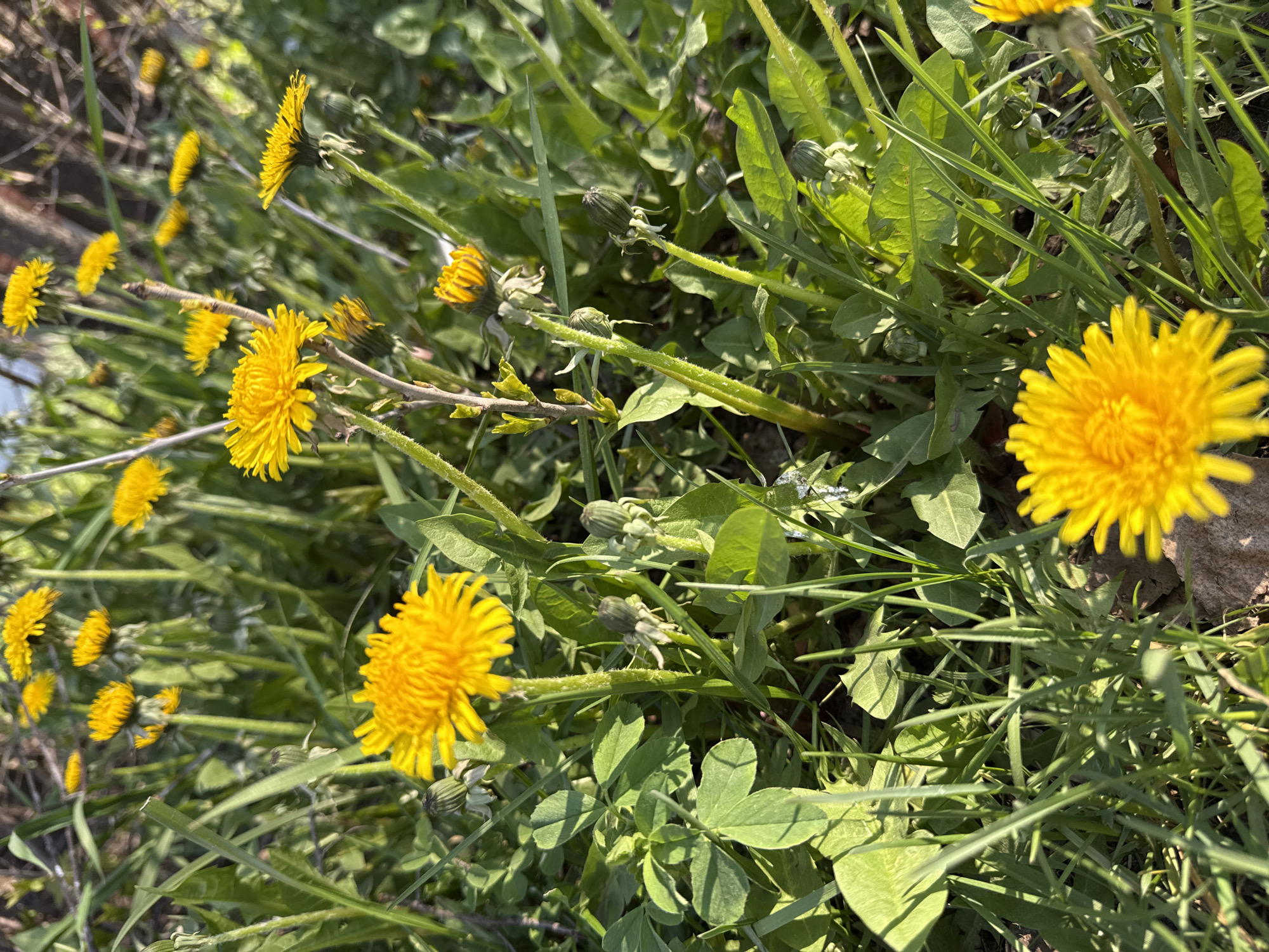 The image shows a patch of dandelions growing in a field in an unknown location. The dandelions are mostly yellow and in full bloom, with some buds visible. There is grass and other green plants interspersed with the dandelions. The scene is captured in natural lighting.