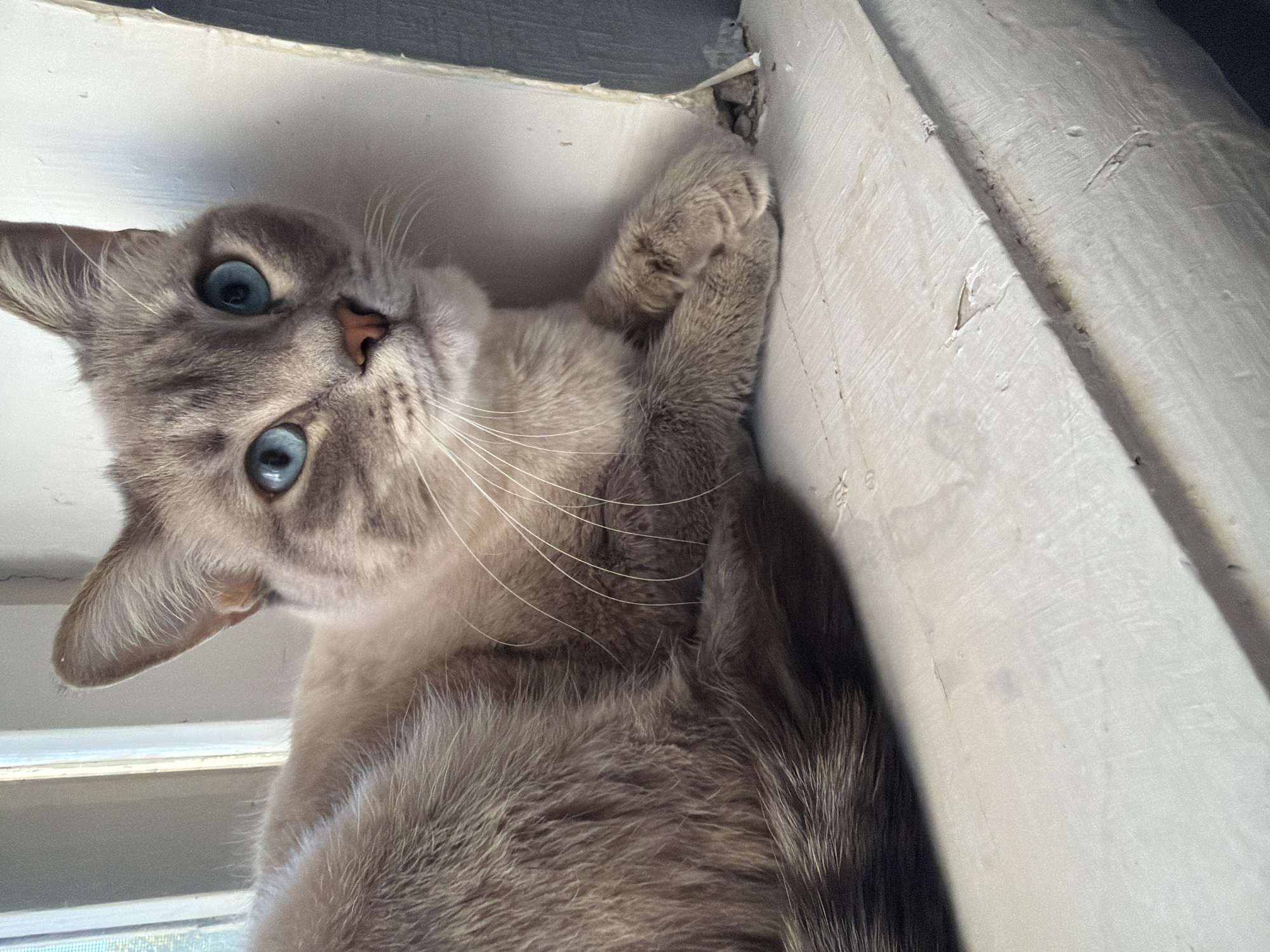 A domestic shorthair cat with blue eyes and a grey tabby pattern is lying on a white windowsill. The cat is facing the camera and appears to be looking upwards. The windowsill is dirty and appears to be made of wood. In the background, there is a window with white blinds. The scene is likely indoors, given the presence of the windowsill and blinds. There is no information about the location in the city of Sady I Dachi, Russia.