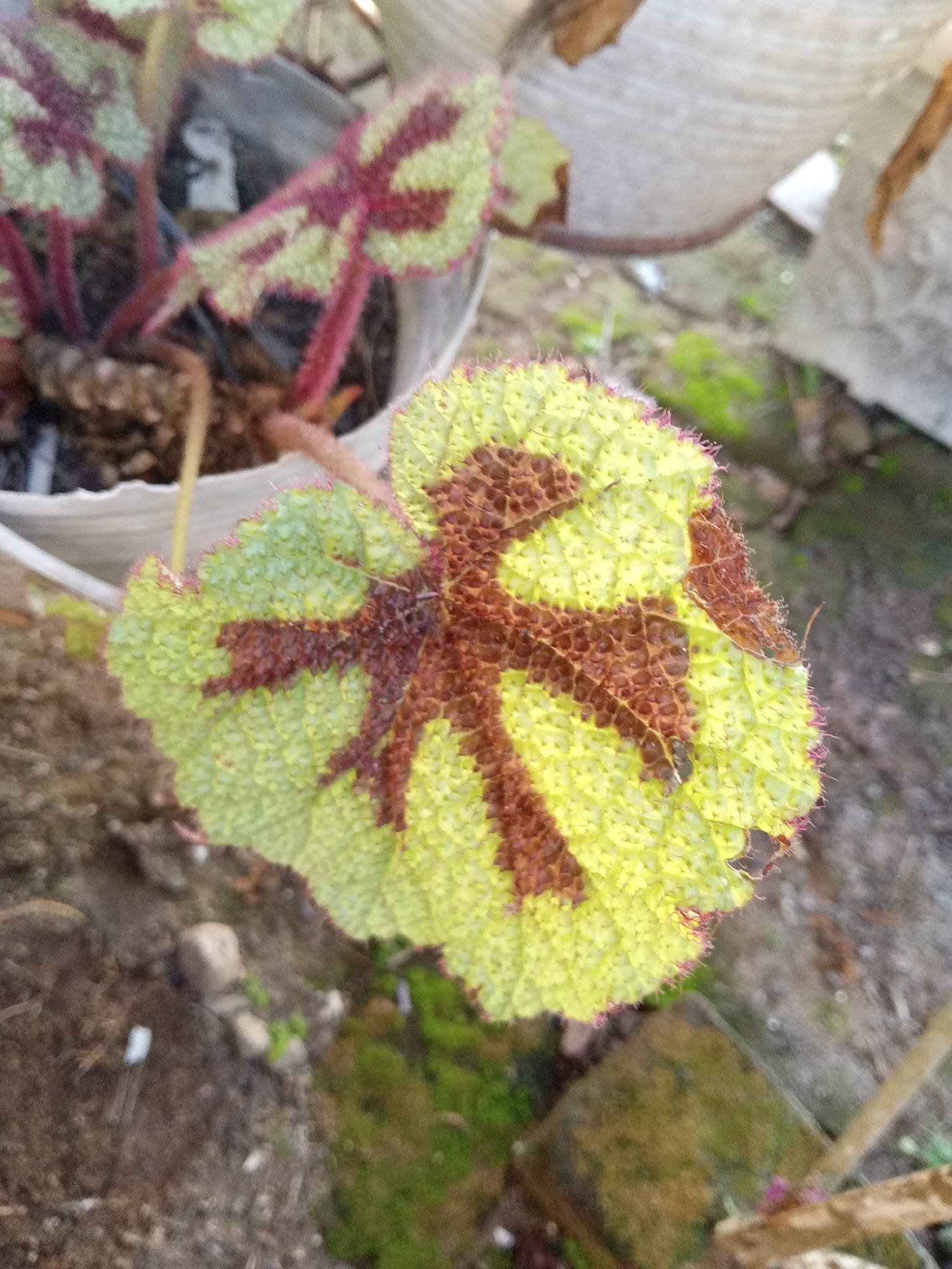 The image shows a close-up of a plant with distinctive leaves, characterized by a vibrant lime green base with intricate reddish-brown patterns resembling veins or markings. The edges of the leaves are fringed with tiny pinkish hairs, giving them a textured appearance. The leaf in the foreground is prominently displayed, showcasing its unique coloration and texture. In the background, other parts of the same plant are visible, as well as the potting soil and a white pot. The surrounding environment appears to be outdoors, with a blurred background suggesting a natural or garden setting. The overall impression is of a decorative foliage plant. There is no indication of people or specific actions occurring. The location mentioned in the prompt, Palohigeuh, Indonesia, is not visually represented in the image itself, as the image focuses solely on the plant.