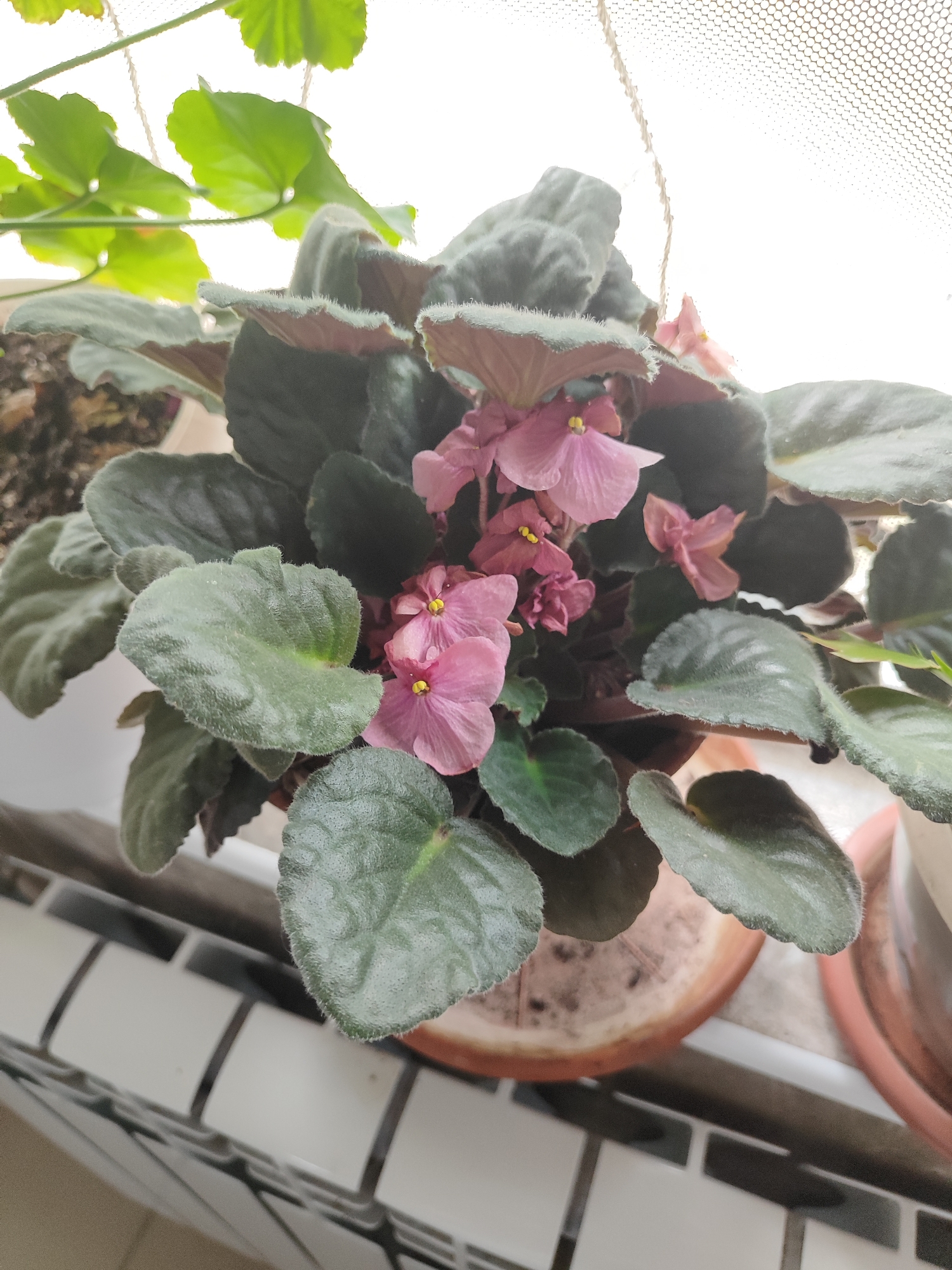 The image shows a close-up view of a potted African violet plant with pink flowers and fuzzy green leaves, set against a bright, out-of-focus background that suggests a window with a textured screen. The plant is in a reddish-brown pot, which rests on a windowsill with a radiator visible below. Another potted plant is partially visible to the right. The lighting is bright and natural, creating a soft glow. The scene appears to be indoors, likely in a residential setting, but no specific location within a city is identifiable.
