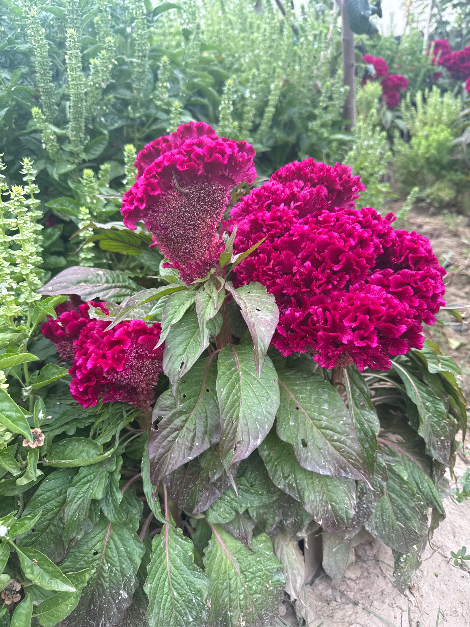 A cluster of vibrant magenta celosia flowers, also known as cockscomb, is prominently featured in the foreground, with their velvety, crested blooms a striking contrast to the surrounding greenery. The flowers' ruffled texture is clearly visible, showcasing their intricate patterns. Surrounding the celosia are tall, spiky stalks of green basil plants, their delicate white flowers adding a softer texture to the scene. The foliage of the celosia is a deep green, with some leaves showing hints of burgundy and signs of dust or mineral deposits. In the background, a blur of more greenery and a hint of pink flowers suggest a garden or field setting. The ground beneath the plants appears to be dry, sandy soil. The image was taken in Karavantepa, Uzbekistan.
