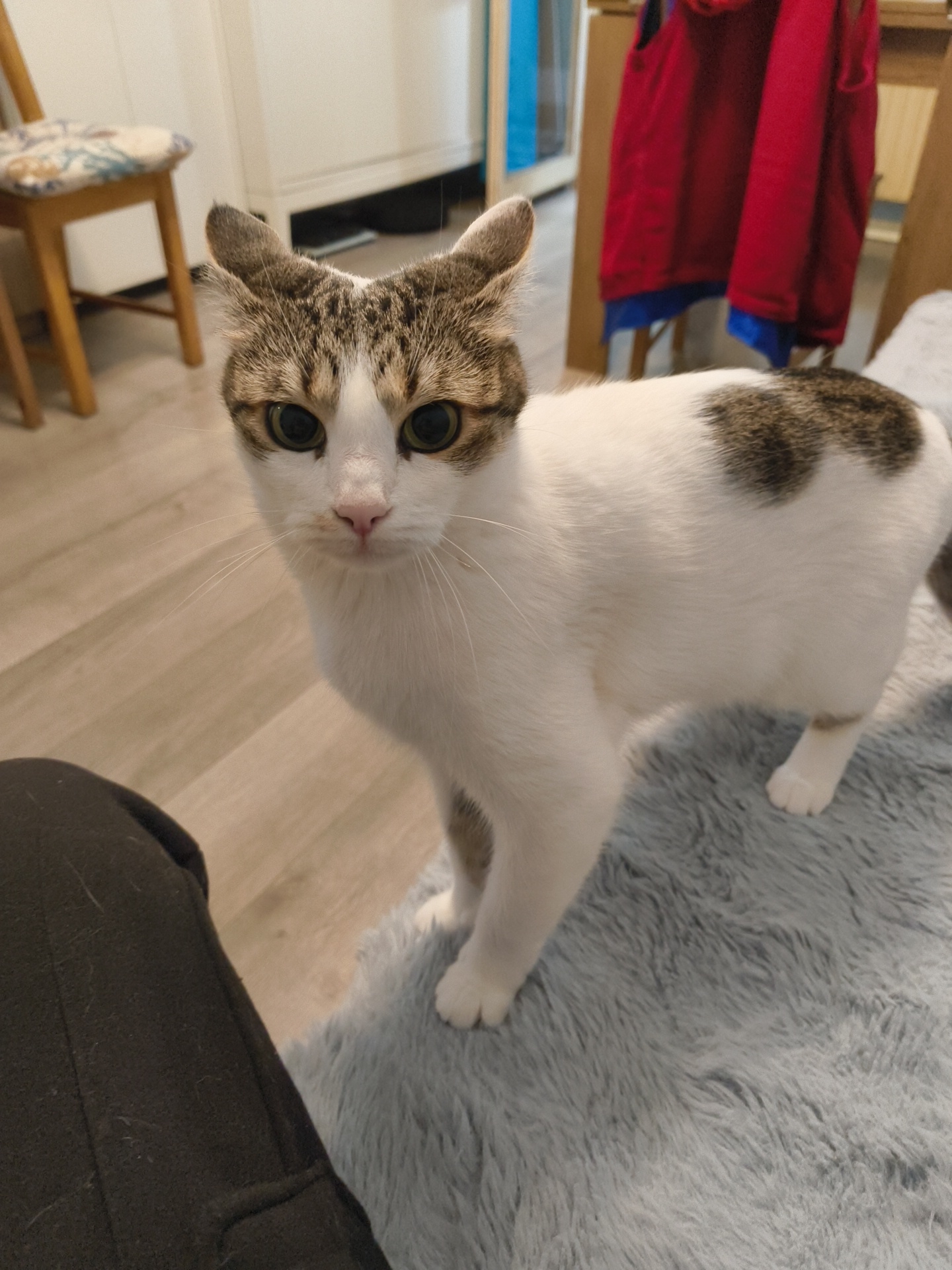 A medium-angle shot captures a domestic cat, predominantly white with brown and gray markings on its head and a patch on its back, standing on a light blue shaggy rug. The cat's attention is directed forward, towards the viewer. The setting appears to be an indoor residential space. Visible in the background are a wooden chair with a patterned cushion, a wooden cabinet with a blue accent, and a red coat hanging on a wooden structure. To the left of the frame, a portion of a dark gray-clad person's leg is visible. No information suggests the location is Sofia, Bulgaria.