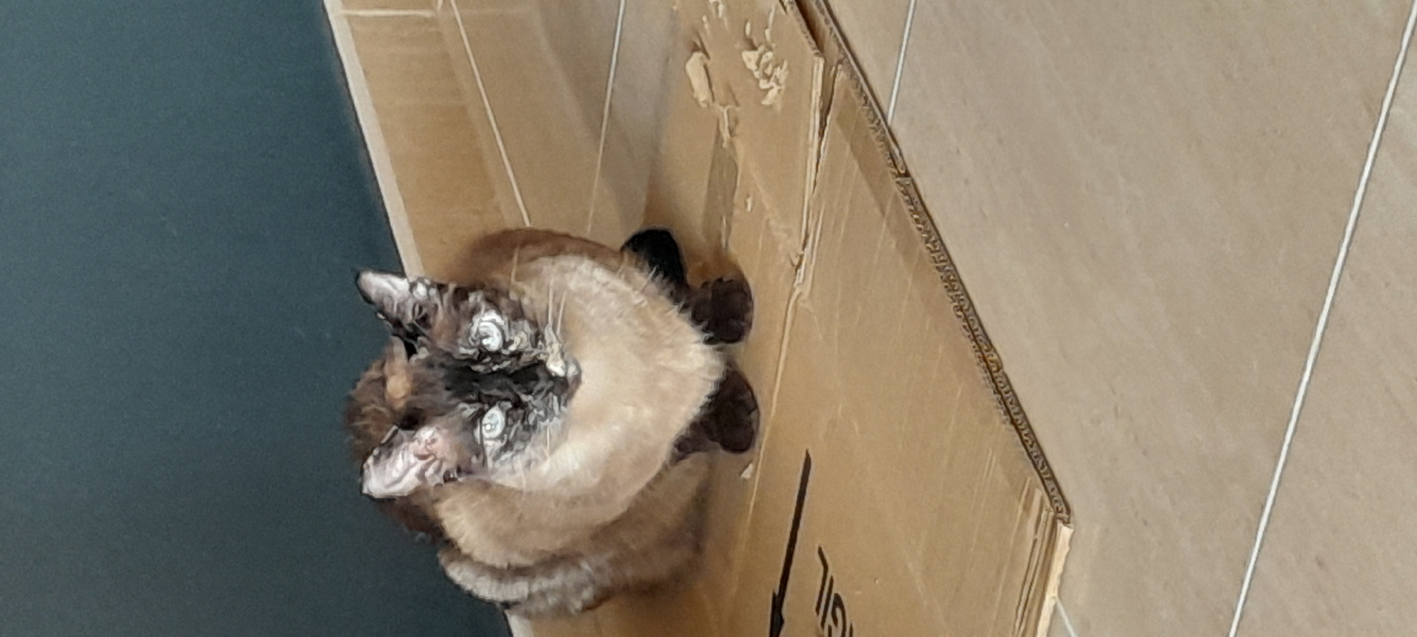 An overhead photograph captures a domestic cat settled inside a cardboard box in an indoor setting in Manilva, Spain. The cat, appearing to be a seal point or similar breed, has distinct dark brown markings on its face, ears, and paws, contrasting with its lighter, creamy-tan fur. Its eyes are wide and focused upwards and slightly to the left, indicating alertness or curiosity.
The cardboard box, which shows signs of use with some ripped edges, rests on a light beige tiled floor. To the left of the box, a section of dark teal-blue tiled flooring is visible, creating a clear division between two floor areas. On the side of the cardboard box, partially visible text in an unidentifiable script, possibly Hebrew, is present, along with a downward-pointing arrow. The ambient lighting suggests it is daytime. The overall scene depicts a common feline behavior of seeking comfort and play within cardboard boxes.