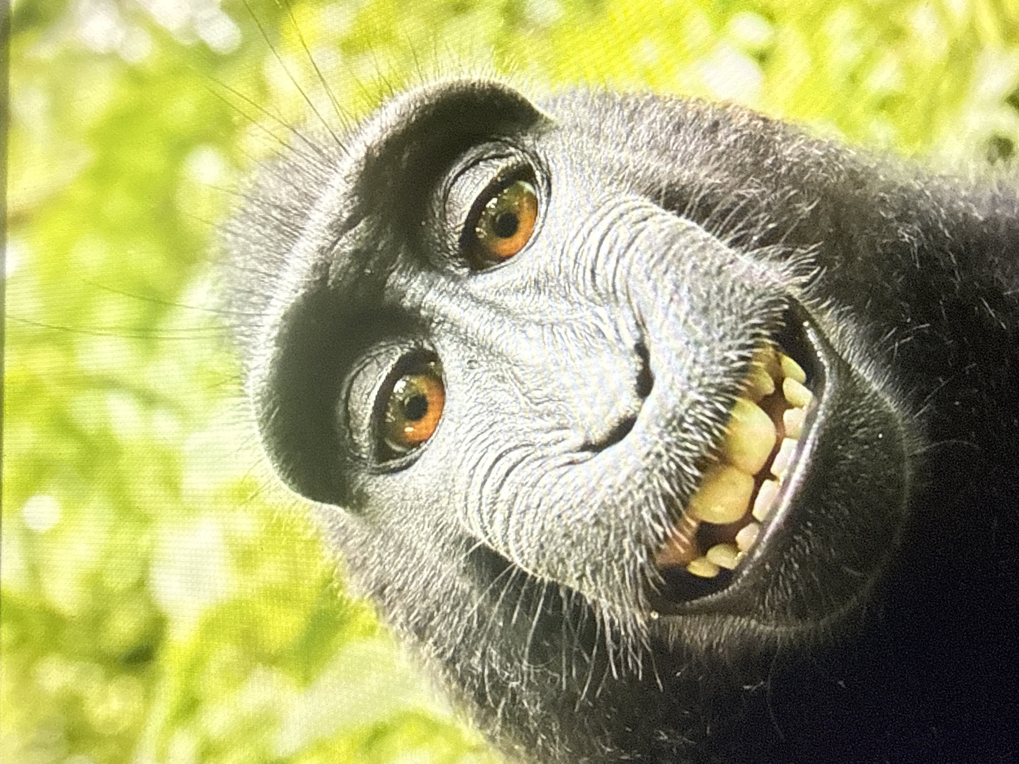 A close-up, low-angle shot shows the face of a black macaque monkey against a blurry green background. The monkey is looking directly at the camera with its mouth open in a wide, toothy grin, revealing yellowish teeth. Its eyes are a striking amber color. The monkey's fur is dark and appears somewhat bristly, with finer hairs around its snout and on its forehead. The background consists of bright green foliage, possibly leaves or grass, with some lighter, out-of-focus areas suggesting sunlight filtering through. The overall impression is of a candid, natural shot of the animal. The image is not located in Tbilisi, Georgia.