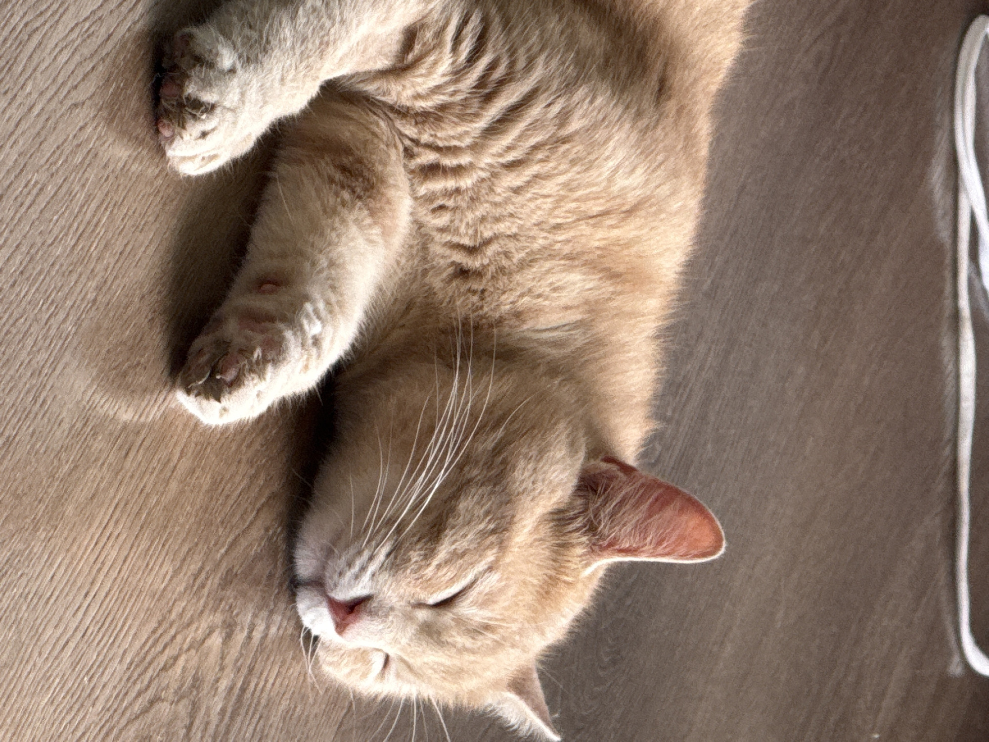 An orange tabby cat is sleeping peacefully on a wooden floor in a room. The cat is lying on its side with its eyes closed and its paws tucked in. The sunlight is streaming in from the side, casting a warm glow on the cat's fur. The floor is made of light brown wood planks. There is a white cord running across the top of the image. The scene appears to be in a domestic setting.