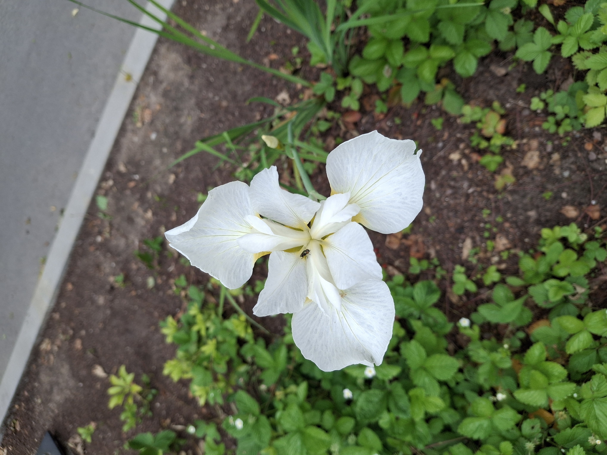 This is a high-angle, close-up shot of a white iris flower with a small black insect on its petals. The flower is in full bloom and its delicate white petals are slightly translucent. The insect, likely a fly, is perched in the center of the bloom. The flower is set against a backdrop of dark soil and lush green ground cover, with some brown leaves scattered on the ground. To the left of the flower, a light gray concrete edge is visible, suggesting the flower is growing near a walkway or path. The lighting appears to be natural daylight, casting soft shadows, indicating it is likely daytime. The image is sharp and clear, highlighting the intricate details of the flower and the insect. The setting is an outdoor garden or natural area. There is no visible text in the image.