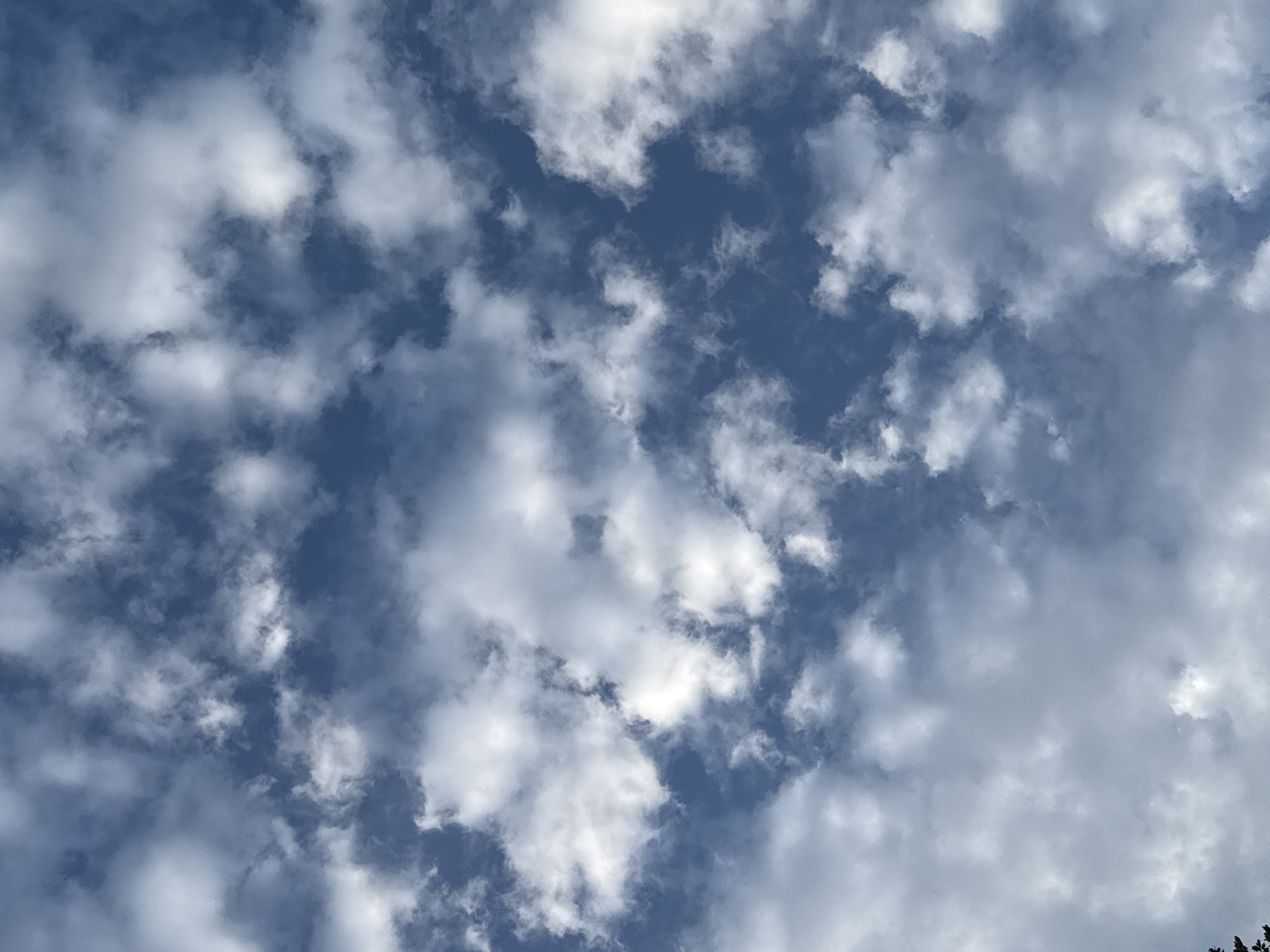 The image shows a sky filled with cumulus clouds against a deep blue background. The clouds are white and fluffy, with some areas appearing brighter and more illuminated than others, suggesting the presence of sunlight. The sky takes up the entire frame of the image. No people, specific landmarks, or indications of the city of Bad Sachsa, Germany, are visible in this image. The scene is a natural, atmospheric view of the sky.