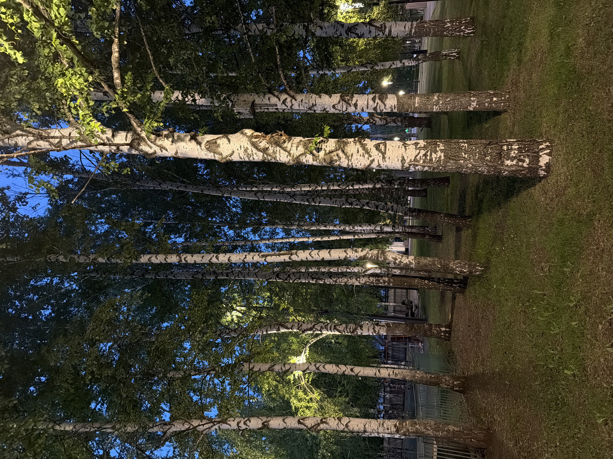 The image depicts a row of birch trees illuminated by streetlights in an urban park setting. The trees have distinctive white bark with dark markings. Their leafy canopies reach toward a darkening blue sky. The ground is covered in green grass. In the background, faint structures are visible between the trees. The scene appears to be a public park or green space at dusk or night.