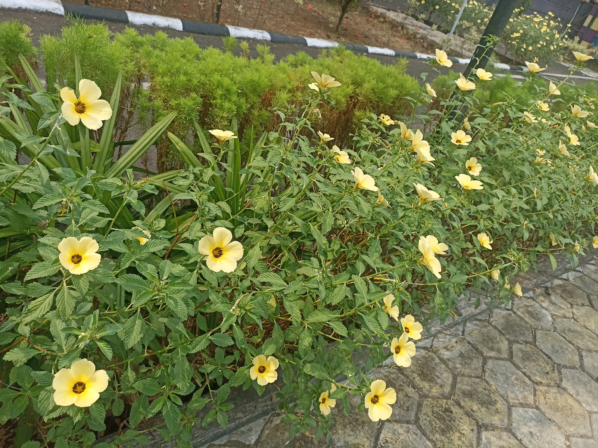 In the city of Panjer, Indonesia, a photograph captures a close-up of a flowering bush adorned with numerous yellow blossoms. The flowers, each with a dark center, are scattered amongst lush green foliage. The bush is situated alongside a paved pathway composed of hexagonal gray stones, suggesting an outdoor setting, possibly a park or garden. In the background, a low hedge of green shrubs lines a road with a white and black border. The overall scene is a vibrant display of nature within an urban environment.