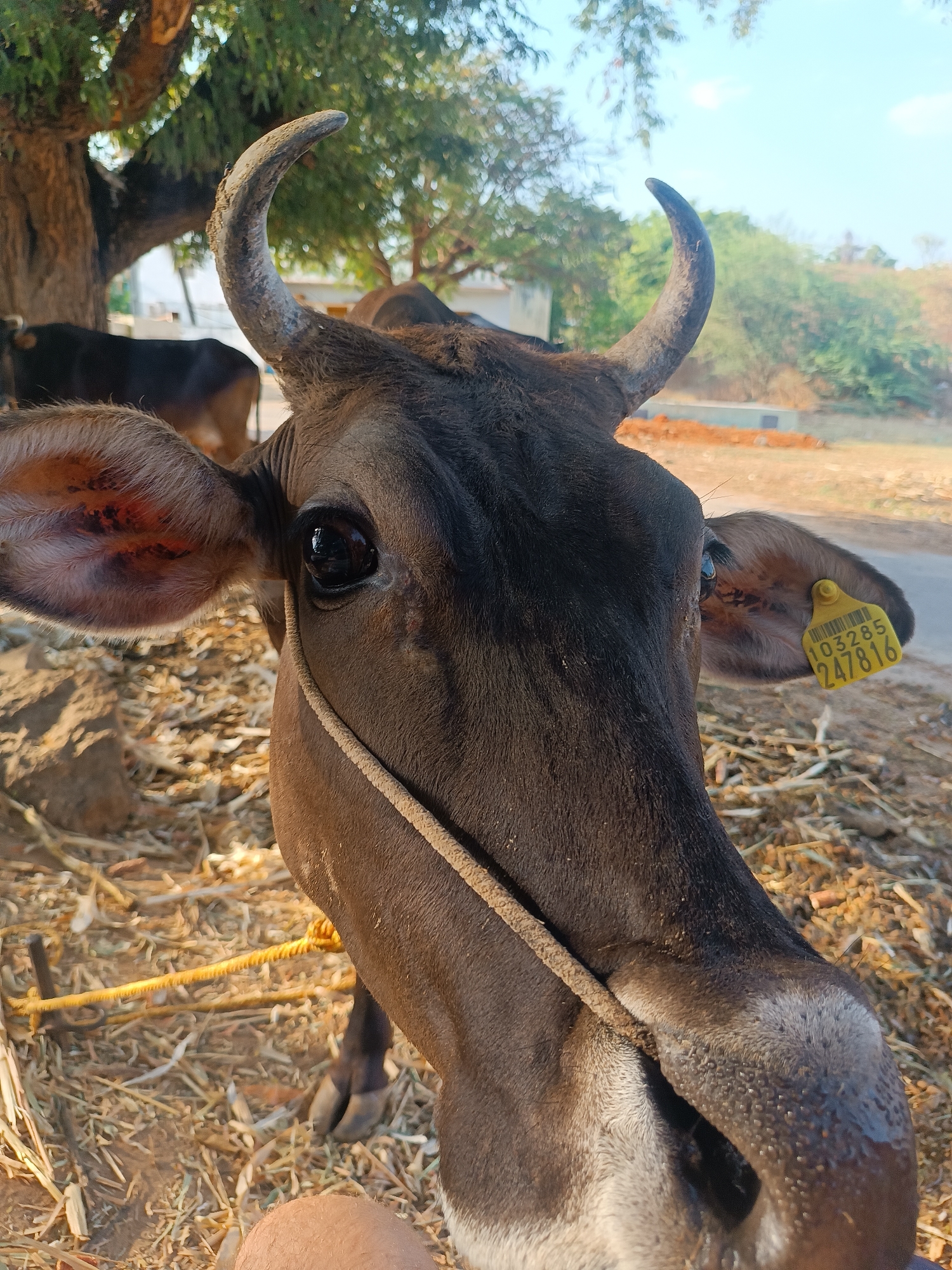 A close-up captures a brown cow standing in Kammavaripalli, India, possibly near a tree, judging by the presence of branches and a tree trunk partially visible in the upper left of the frame. The cow's head fills most of the image, showcasing its curved horns, prominent eyes, and a yellow ear tag on its right ear, labeled "103285" over "247816". A rope is tied around its muzzle. Dry grass and straw litter the ground, indicating an outdoor environment. Other cows appear blurry in the background.