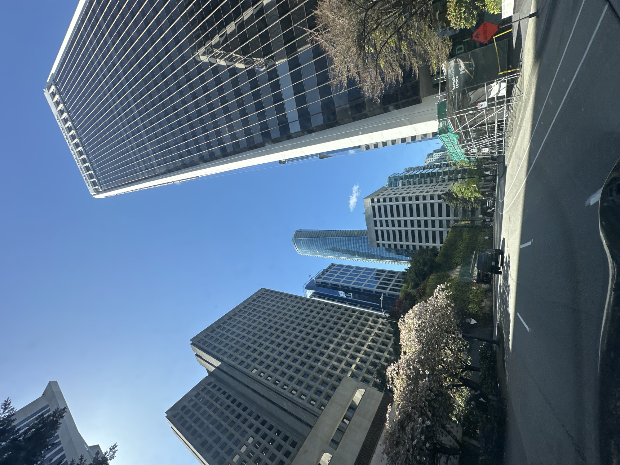 The image captures a street view in downtown Vancouver, Canada, dominated by towering skyscrapers against a clear blue sky. The architectural styles vary, with one skyscraper featuring a grid-like façade and another boasting a sleek, curved design. A street runs alongside the buildings, marked with white lines and signs of construction, including scaffolding. Trees with white blossoms line the street, adding a touch of nature to the urban environment. The perspective is from below, looking upwards, emphasizing the scale of the buildings. The environment appears to be clean and well-maintained. A partial view of a vehicle is seen on the right side of the street.