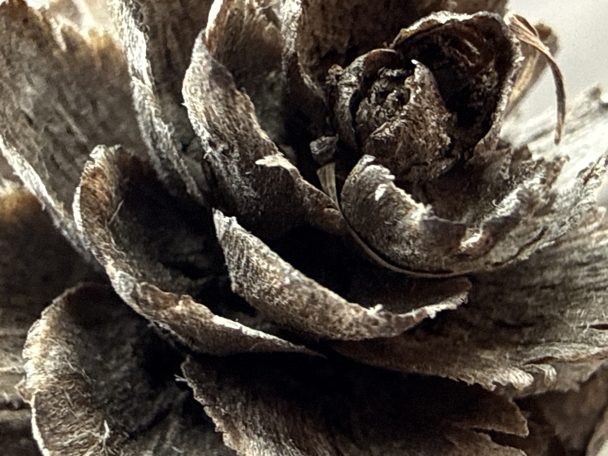 The image is a close-up shot of a dried flower or pinecone, with overlapping petal-like structures that are brown and textured. The light source highlights the edges and surfaces, creating shadows within the layers. It is impossible to determine the location is Tyulyuk, Russia from the visual data provided.