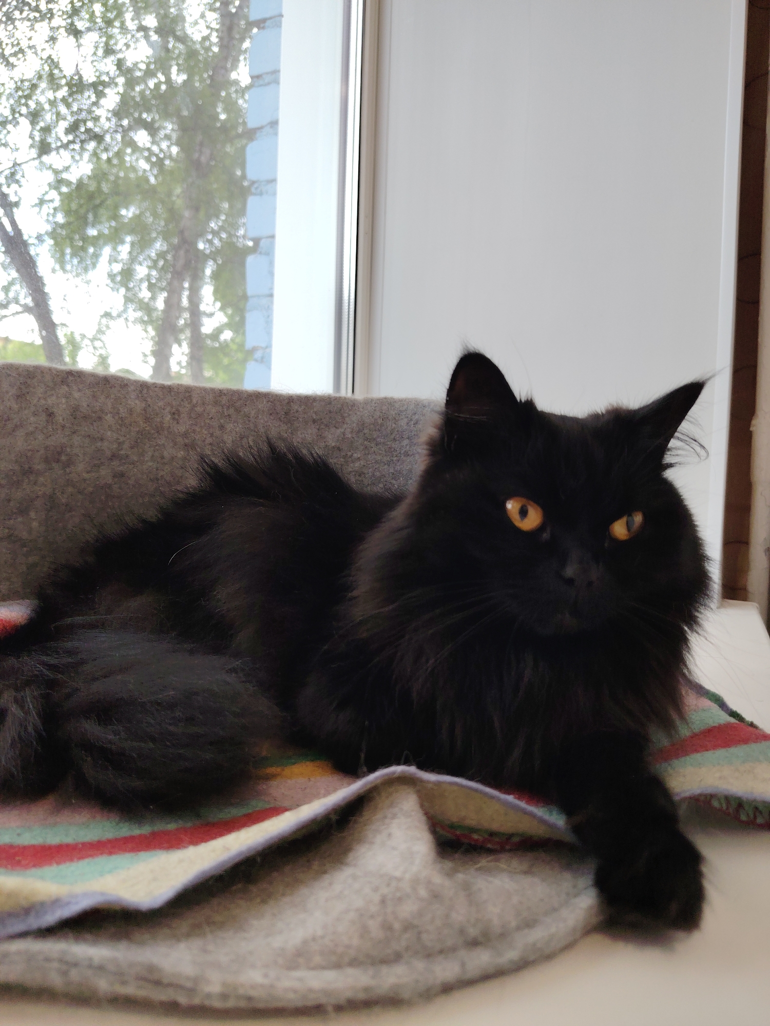A fluffy black cat with bright orange eyes is lying on a striped blanket in front of a window. The cat is positioned on the right side of the frame, facing the viewer. Its body is mostly obscured by its long fur, but its head and front paws are clearly visible. The cat is resting on a gray surface, which could be a chair or a bed. Behind the cat, a window shows a blurry view of trees and the sky. The lighting suggests it is daytime. The scene appears to be indoors, possibly in a residential setting.