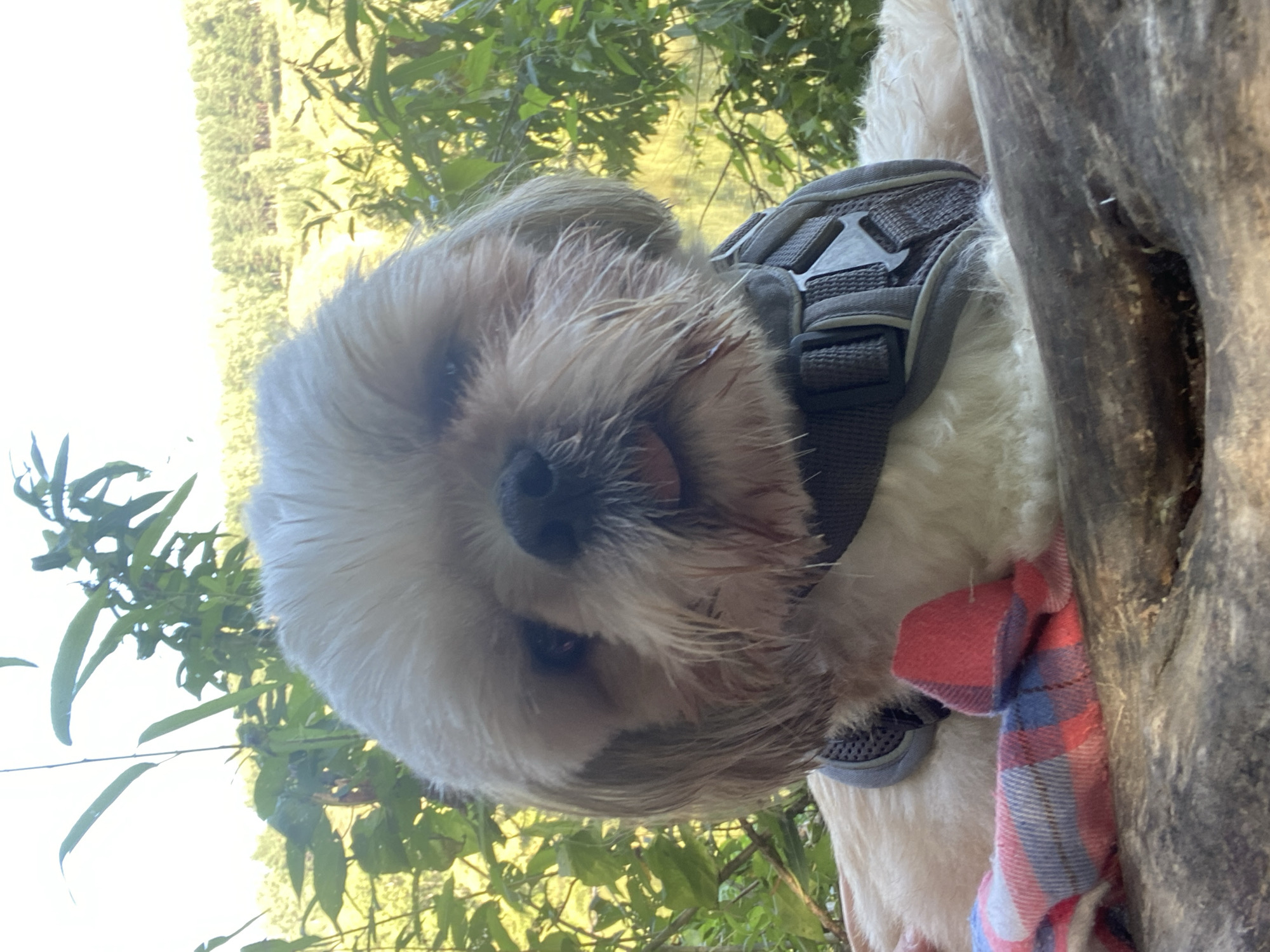 A Shih Tzu dog is pictured in a close-up shot, resting on a log outdoors. The dog is wearing a grey harness with a black buckle. A red, blue, and white plaid fabric is visible underneath the dog's chin. The background consists of lush green foliage and a bright, hazy sky, suggesting a sunny day. The dog's tongue is slightly protruding. There are no visible people or any indication of the city of Novosibirsk, Russia.