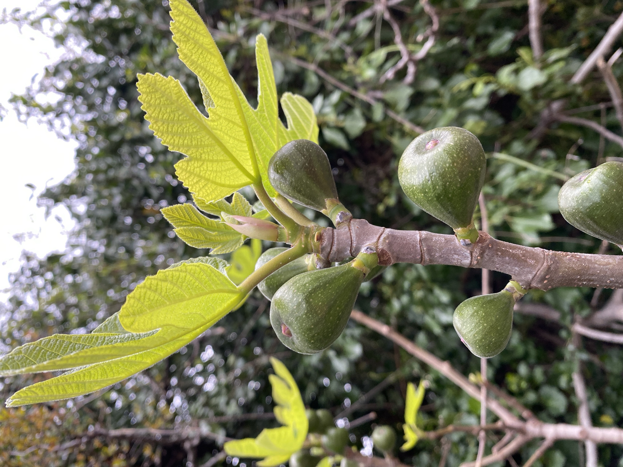 The image shows a branch of a fig tree laden with unripe green figs. The leaves are a vibrant light green, with prominent veins. The figs are pear-shaped and have a speckled appearance. The branch is gray-brown and shows signs of weathering. The background is a mix of foliage and sky, creating a blurred effect. The location, city of Budva, Montenegro, is not possible to verify based on the image content alone.