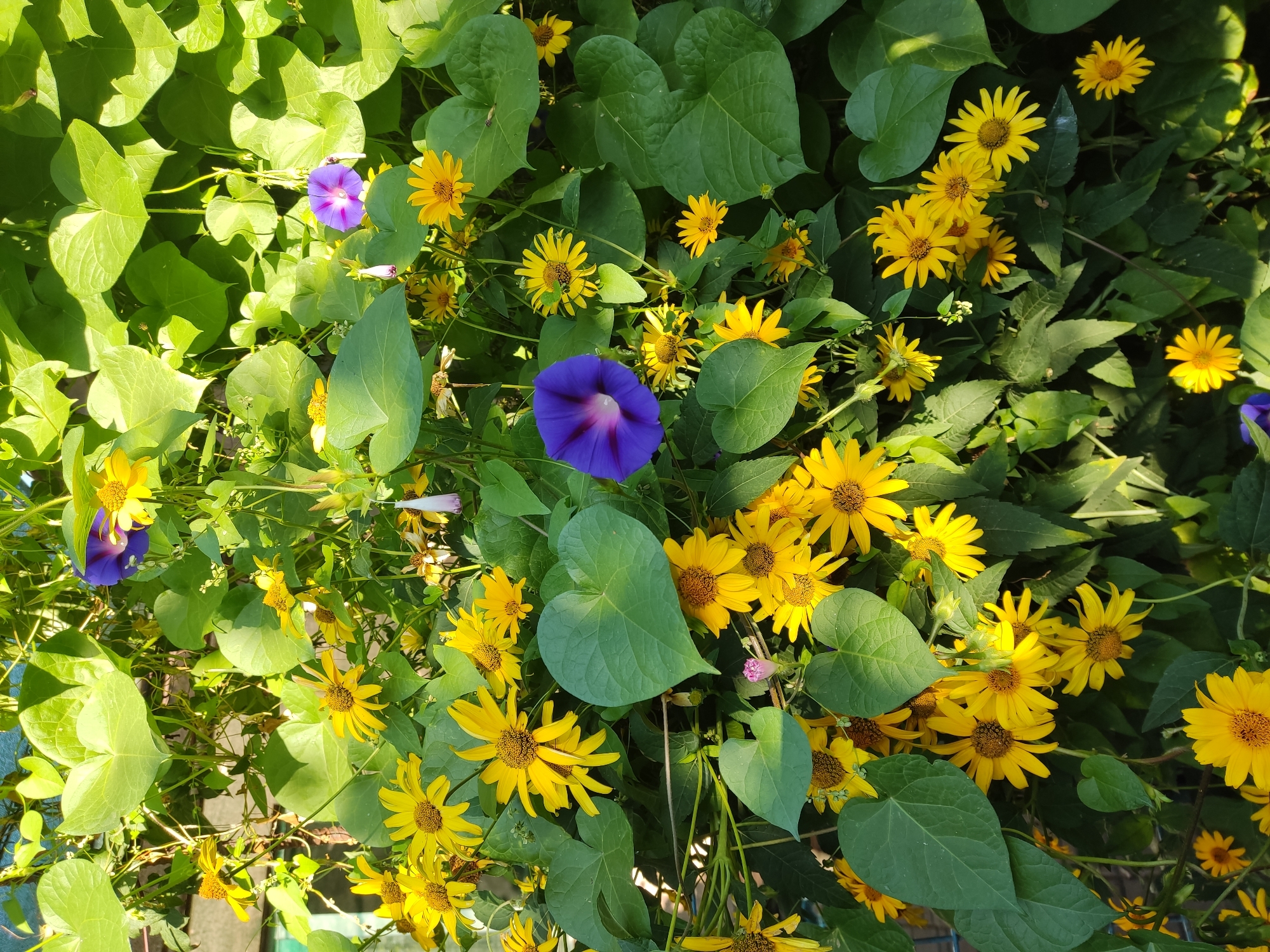 The image depicts a dense arrangement of lush green foliage interspersed with numerous bright yellow daisy-like flowers and a few vibrant purple morning glory flowers. The leaves are large and heart-shaped, forming a thick canopy. Sunlight filters through the leaves, creating dappled shadows. The scene appears to be an outdoor environment, possibly a garden or a densely vegetated wall, with some hints of a fence or structure in the background. The overall impression is one of abundant natural growth and a vibrant color palette.