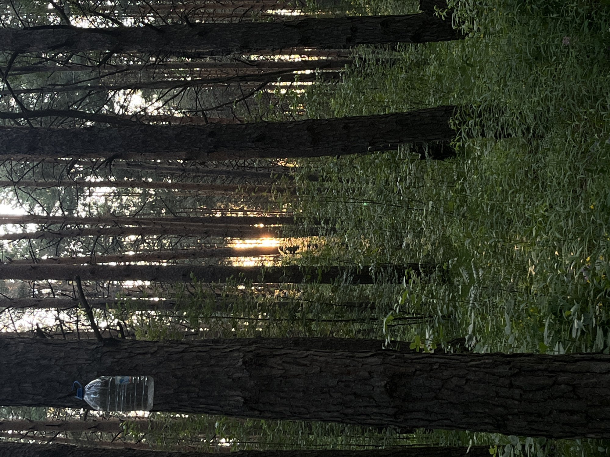 A plastic water bottle hangs from a string tied to a tree in a forest. The bottle is filled with clear liquid and has a blue cap. The sun is setting, casting a warm glow through the trees. The forest floor is covered in lush green vegetation. The image is taken in the city of Chaikovsky, Russia.