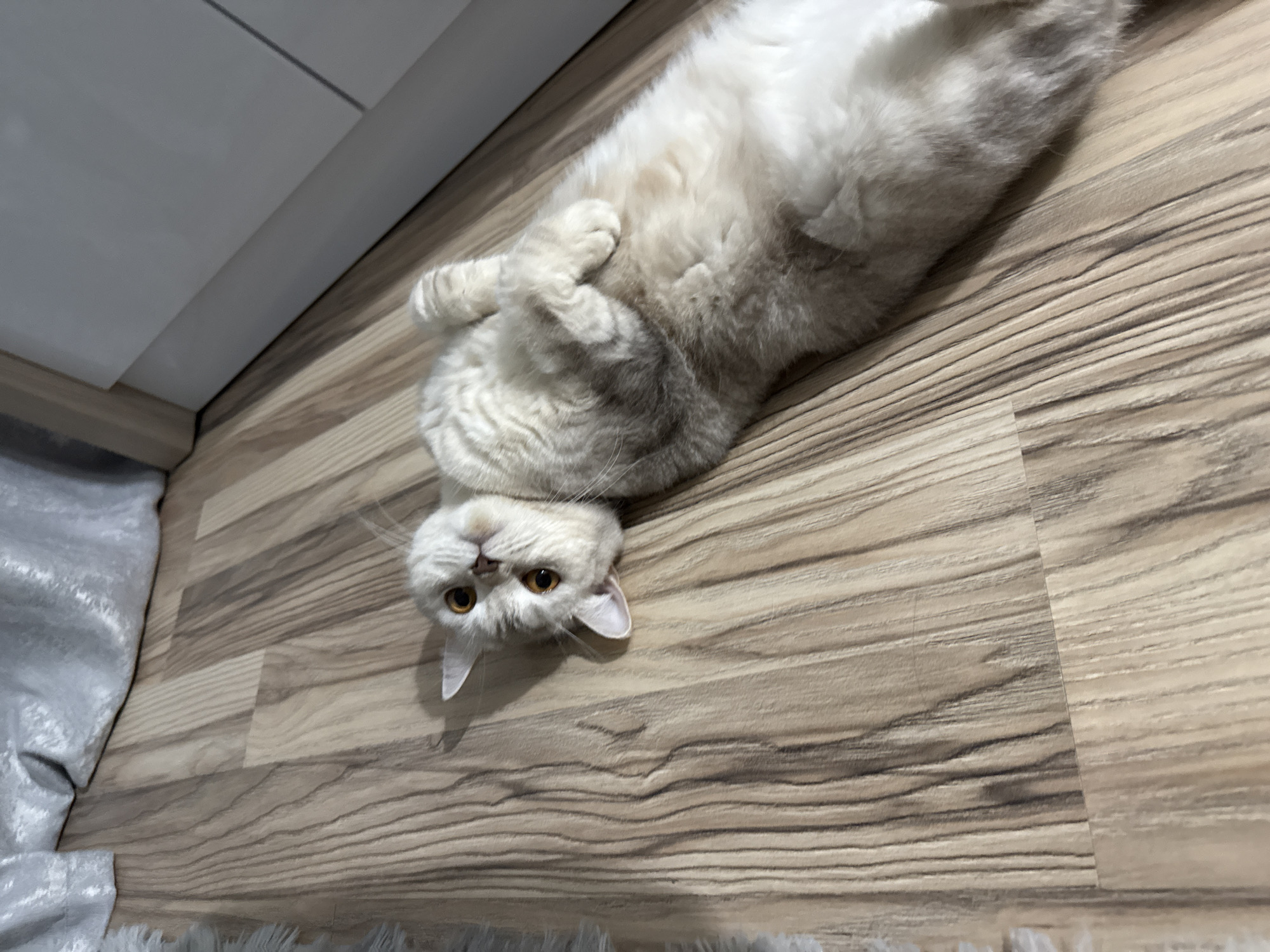 A light-colored cat is lying on its back on a wooden floor, facing the camera. Its paws are crossed over its chest. Part of a white cabinet is visible in the upper left corner, and part of a white rug is visible in the lower left corner. The location is unknown and cannot be determined based solely on this image.