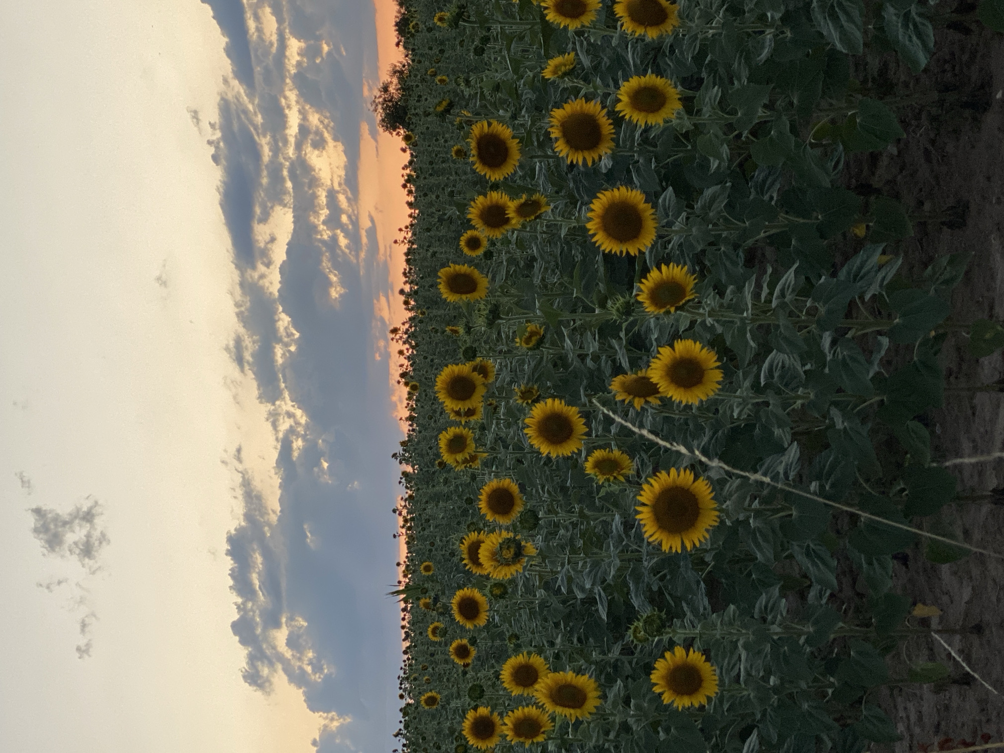 A wide shot captures a dense field of sunflowers under a dusky sky at sunset. The sunflowers, with their bright yellow petals and dark centers, are the dominant subject, filling the foreground and extending into the middle ground. Their stalks are tall and sturdy, supporting the blooms. The field is planted in neat rows, typical of agricultural land.
In the background, the horizon is marked by the silhouettes of more sunflowers and a distant tree. The sky above is a canvas of soft twilight colors, transitioning from a pale yellow near the horizon to a muted orange, then to a dusky gray-blue higher up. Scattered clouds drift across the sky, some catching the last rays of the sun and appearing with tinges of orange and pink. The overall mood is serene and natural.
The location is identified as a sunflower field in Courpière, France. The scene is devoid of any human presence or activity, focusing solely on the natural landscape. The ground beneath the sunflowers appears to be dry earth, consistent with farmland.