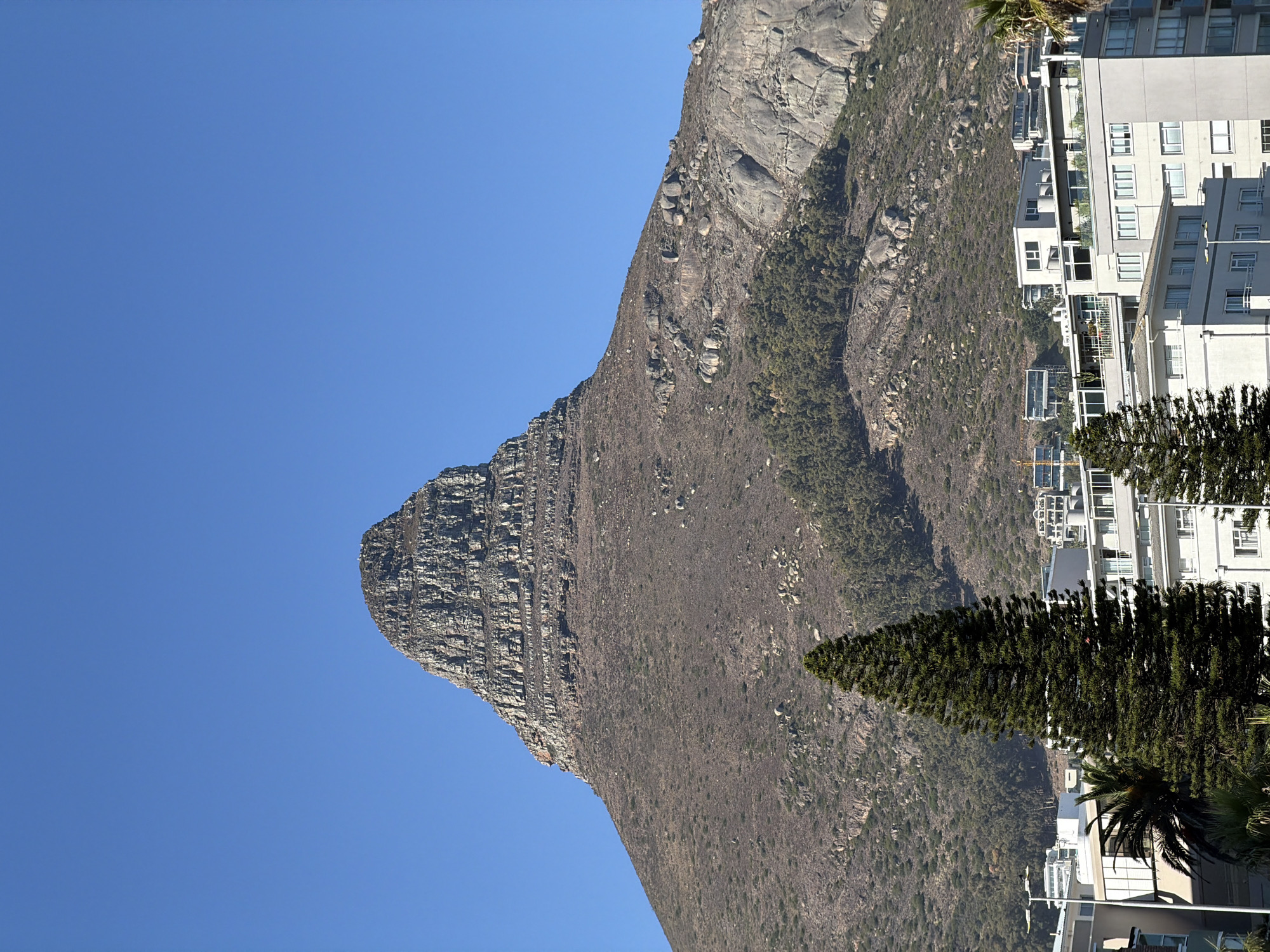 The image shows a mountain against a clear blue sky. A tall pine tree sits in front of the mountain, next to several buildings and palm trees. The mountain appears to be part of the Lion's Head or Signal Hill range in Cape Town, South Africa. The buildings suggest a location near the coast. There are no people visible in the image. The photo is rotated 90 degrees clockwise.