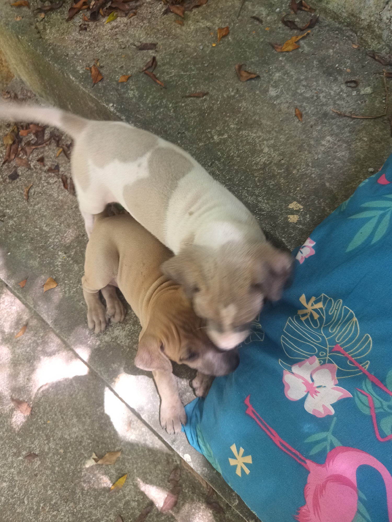 Two young puppies are the central subjects of this image, captured in an outdoor setting on a sunny day in Baan Thong Nang, Thailand. One puppy is a solid light tan color, while the other is white with distinctive light brown patches across its back and head. The white puppy stands over the tan one, which appears to be lying or resting near a bright blue fabric item. Both puppies seem engaged in playful interaction, their movements causing slight blurring, especially around their heads.
They are positioned on a light grey concrete surface, which is sparsely covered with scattered dried brown leaves. Bright sunlight casts distinct shadows on the ground, indicating midday or a strong sun presence. To the right of the puppies, a vibrant blue cushion or fabric is visible, adorned with a tropical pattern featuring pink flamingos, white and pink hibiscus-like flowers, and yellow asterisk shapes, contributing to the warm, outdoor ambiance. No visible text is present in the image.