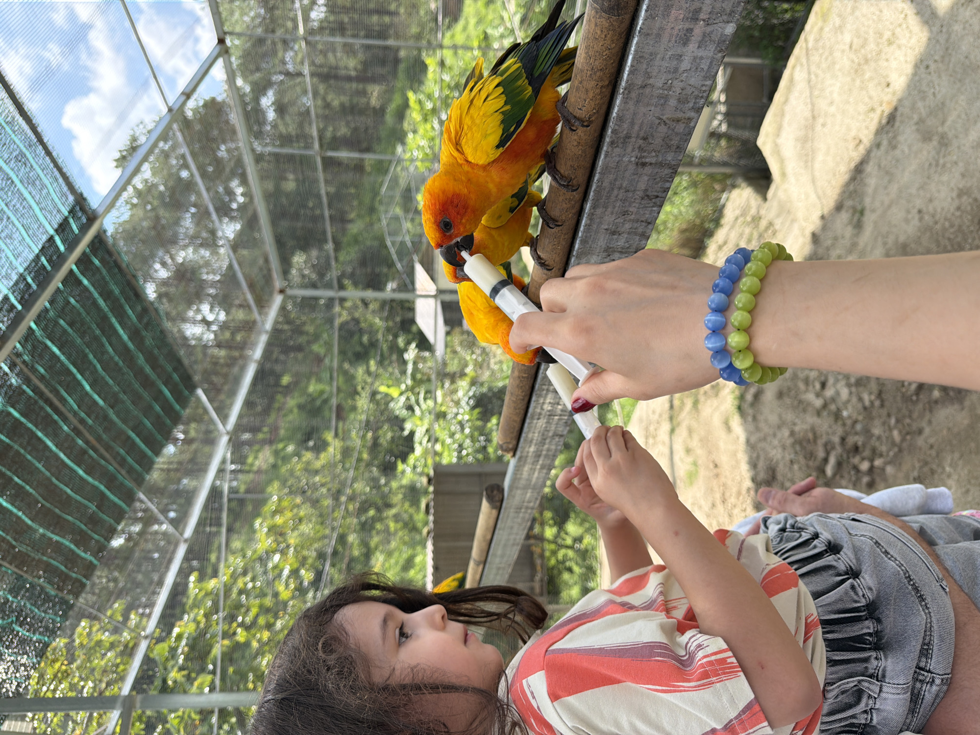 In Định An, Vietnam, a young girl with dark, curly hair is being held by an adult as she reaches out to feed two sun conure parrots with a syringe. The parrots are perched on a wooden beam inside a large aviary. The aviary has a green mesh roof and metal supports, with trees and foliage visible in the background. The girl is wearing a striped t-shirt and denim shorts, and the adult's arm, adorned with blue and green bracelets, is holding the syringe. The scene captures a moment of interaction between humans and animals in an outdoor setting.