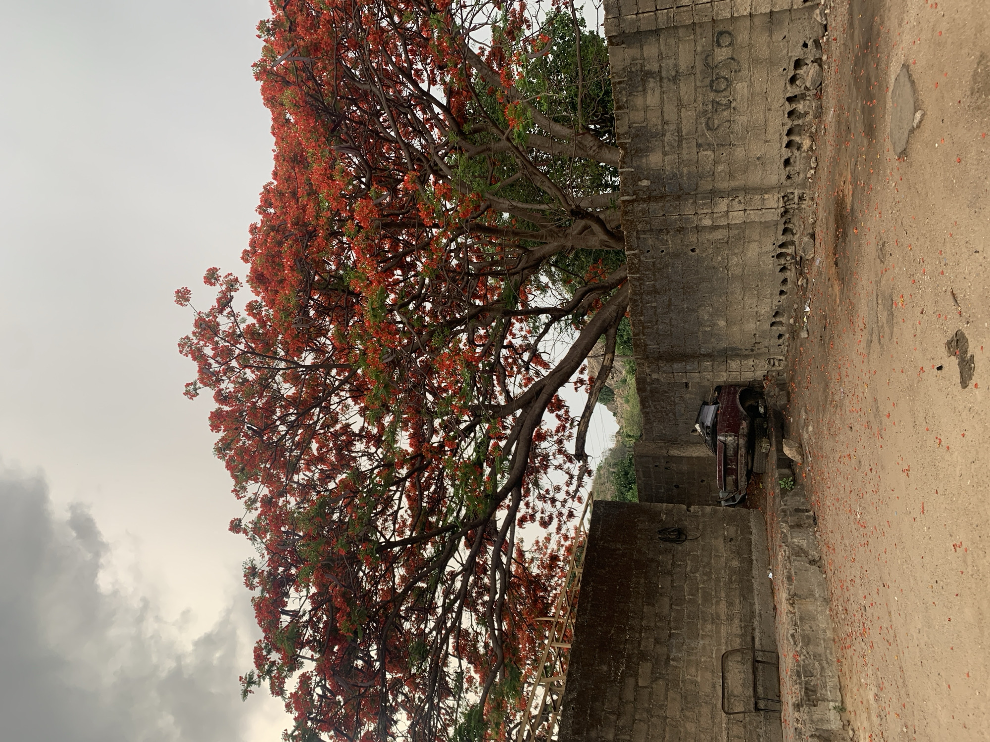 The image shows a street scene in New Stadium, Nigeria. A large tree with red flowers dominates the left side of the frame. To the right of the tree is a weathered gray brick wall, partially crumbled and marked with graffiti. Beyond the wall, a glimpse of a maroon car is visible. The ground is a dirt or gravel surface, scattered with fallen red flowers. The sky is overcast. No people are visible in the scene.