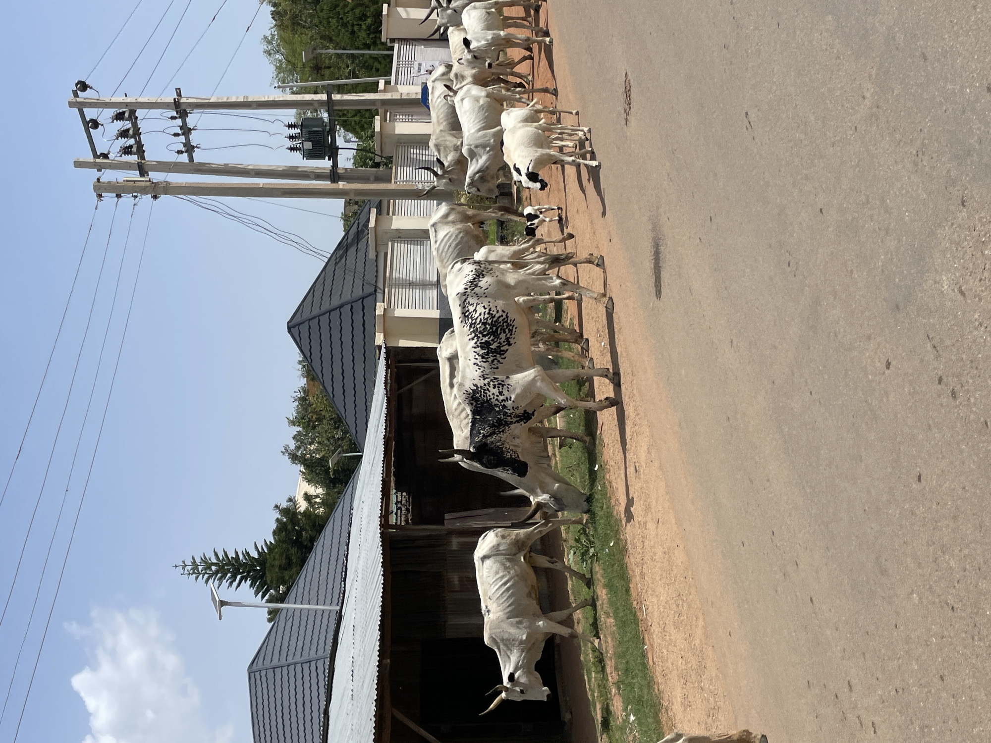 A line of cattle occupies a street in Jos, Nigeria. The cattle are white with varying degrees of black markings. The street is bordered by buildings with corrugated metal roofing. There are utility poles with electrical wires running along the side of the street. The sky is blue. The scene suggests a rural or semi-urban environment where livestock freely roam.