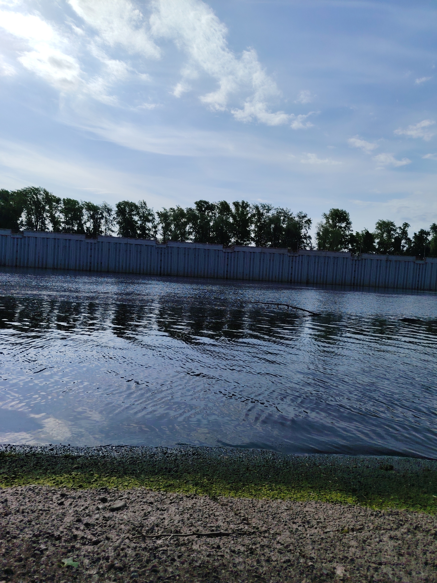 The image shows a body of water, likely a river or reservoir, bordered by a grey concrete wall topped with a line of trees. In the foreground is a muddy shoreline with patches of green algae. The water surface is rippled, reflecting the sky and wall. The sky is blue with scattered white clouds. The location is possibly in Chaikovsky, Russia, judging from visual cues and architectural styles common in the region, specifically concrete embankments and typical Soviet-era landscaping along waterways. No people are visible. A small branch lies in the water, adding to the nature scene.