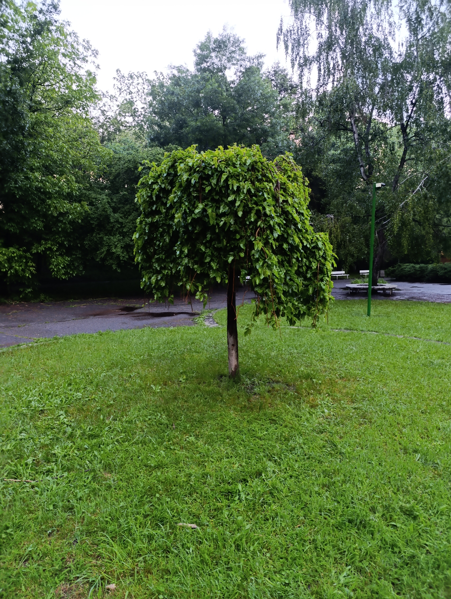 The image shows a weeping mulberry tree in a grassy area, likely a park, in Sofia, Bulgaria. The tree has a short trunk and a dense canopy of green leaves that cascade downwards. Behind the tree is a paved path with puddles, indicating recent rain. In the background, there are other trees and a street lamp. A bench is partially visible in the distance. The grass is green and slightly overgrown.