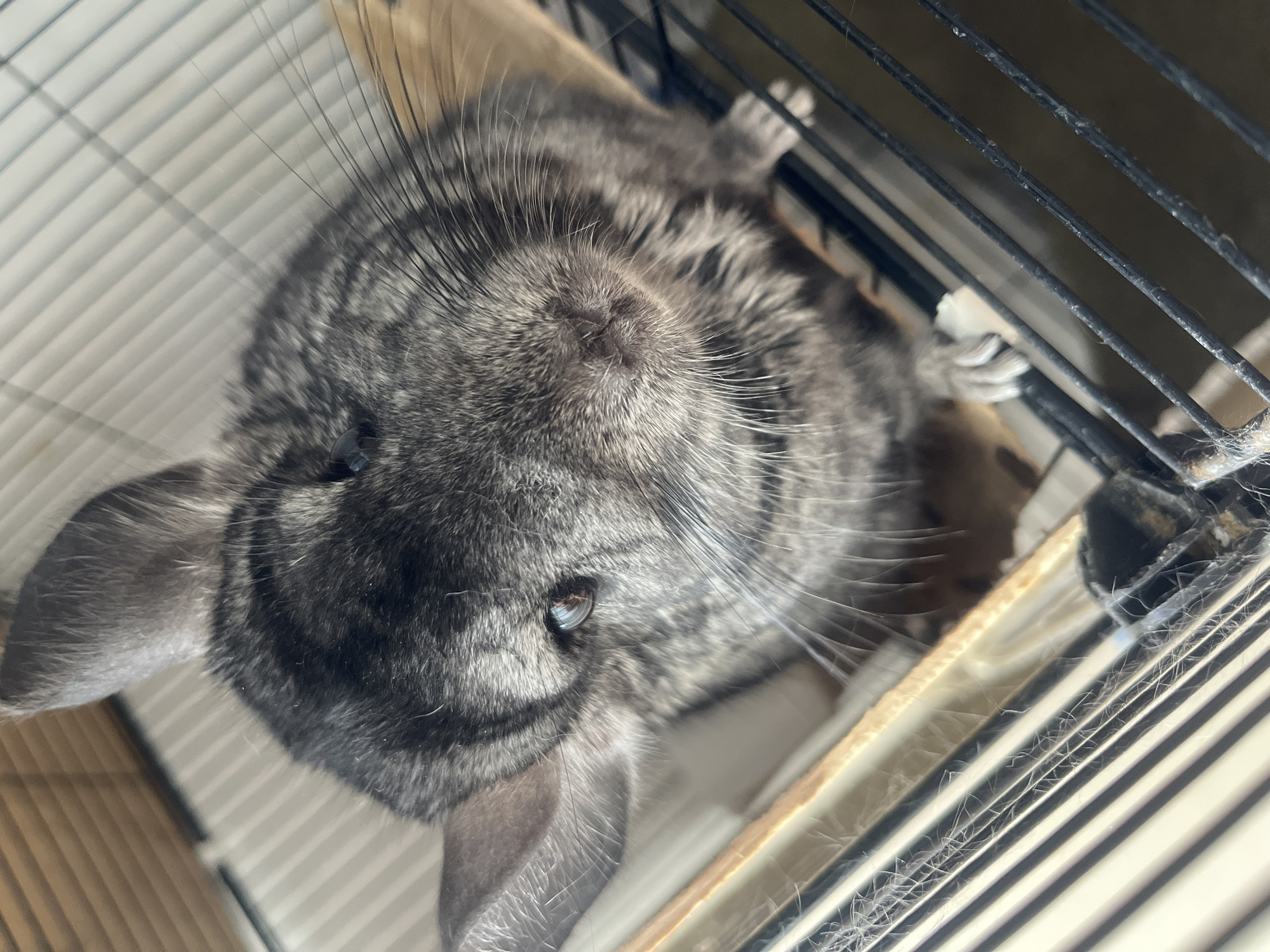 A chinchilla with grey and black fur is shown in a cage. The chinchilla is looking towards the camera with its right eye slightly closed. Its ears are large and pointed, and its whiskers are long and prominent. The chinchilla is sitting on a wooden platform inside the cage. The cage is made of black metal bars. The background is out of focus. This image was taken in Rybnitsa, Moldova.