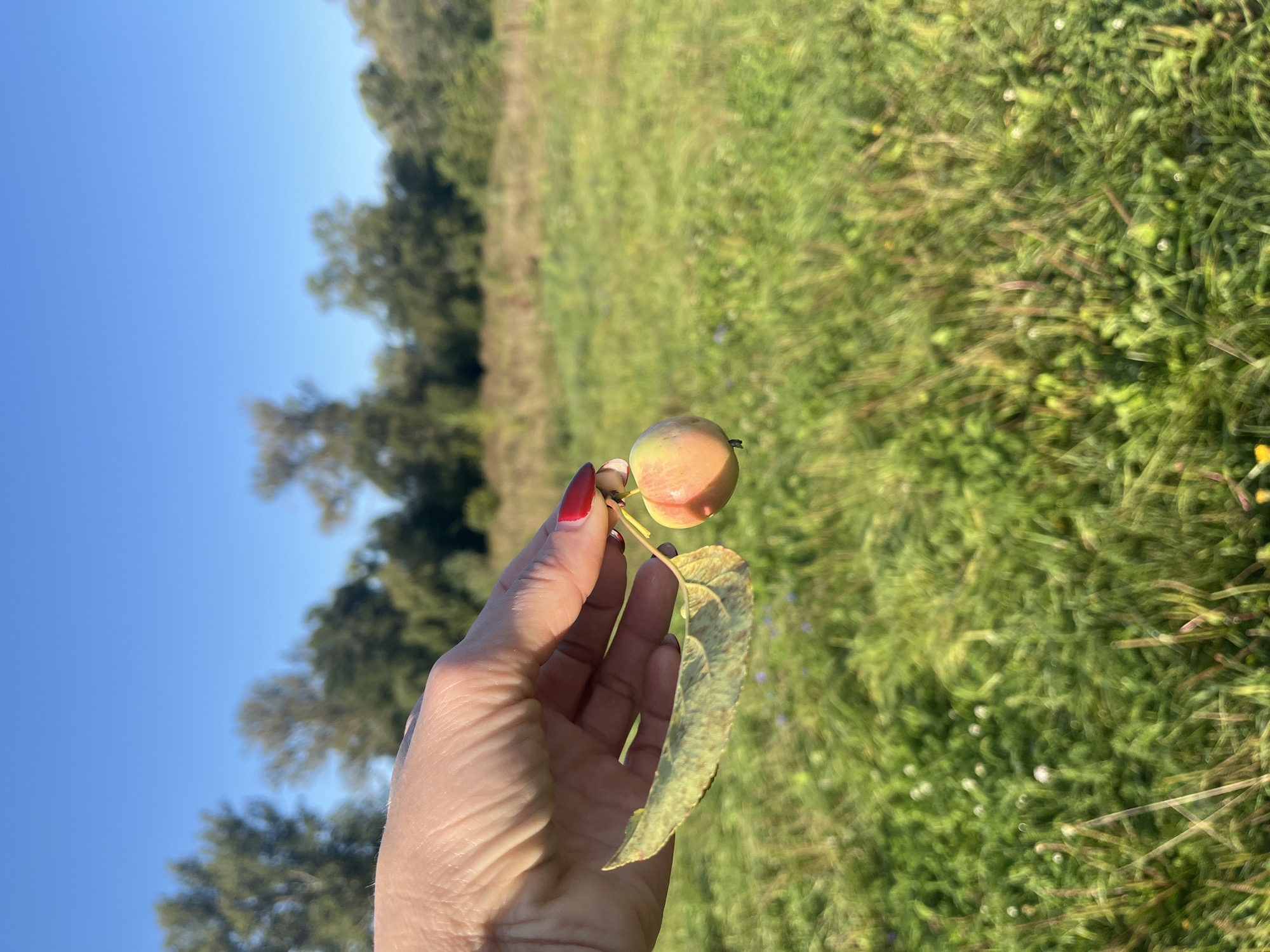 A hand with red nail polish is holding a small, ripe apple and a leaf in a field. The background shows trees and a clear blue sky. The scene suggests a natural outdoor setting, possibly a park or orchard. No specific location in Blagoveshchensk, Russia can be identified from the image.