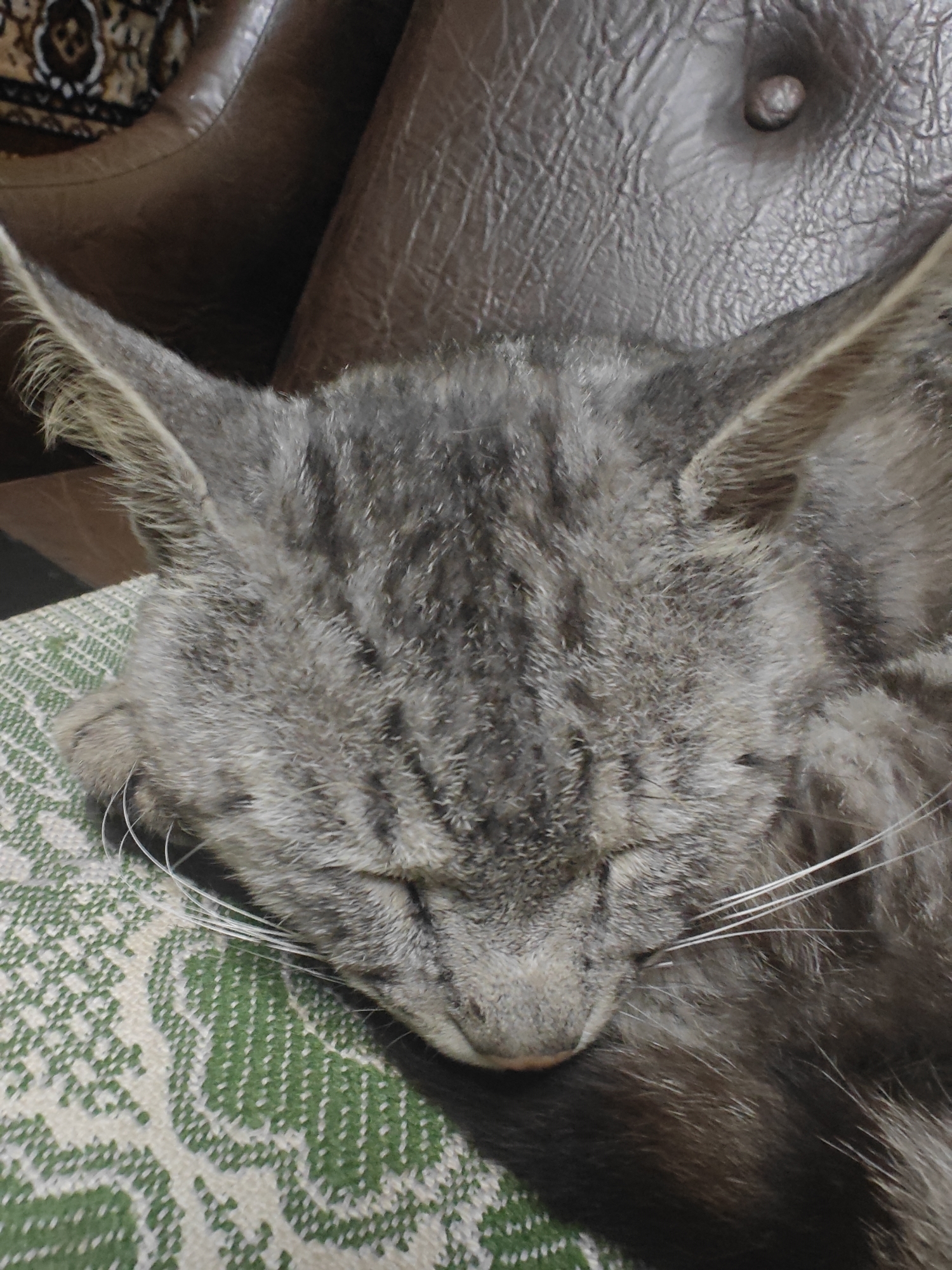 A close-up, eye-level shot shows a domestic cat sleeping on a patterned green and white textile. The cat's head is angled downwards, obscuring most of its face. Its ears are pointed upwards and outwards. The cat's fur is a mix of gray and black tabby markings. The background is out of focus, appearing to be a brown leather chair. The image was taken in an indoor setting, with no discernible external environmental features. The city and country of origin are unknown.