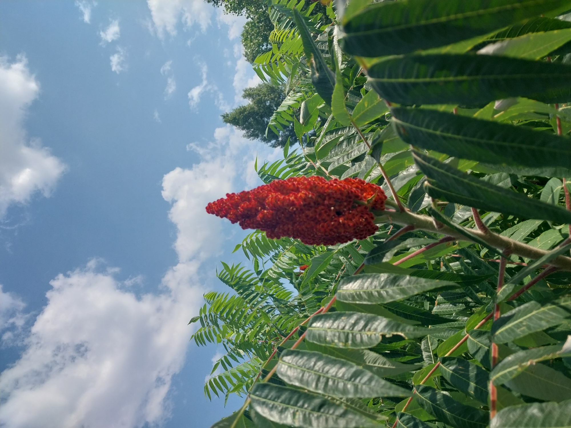 A close-up, low-angle shot captures a staghorn sumac with its distinctive fuzzy red fruit cone in the foreground. The plant is surrounded by its lush green, pinnately compound leaves. Behind the sumac, a dense foliage of more sumac plants and some evergreen trees can be seen. The background is a bright blue sky dotted with fluffy white clouds. The scene appears to be an outdoor natural setting, possibly a park or garden, within the city of Dnipro, Ukraine, on a clear day. There are no people or animals visible in the image.