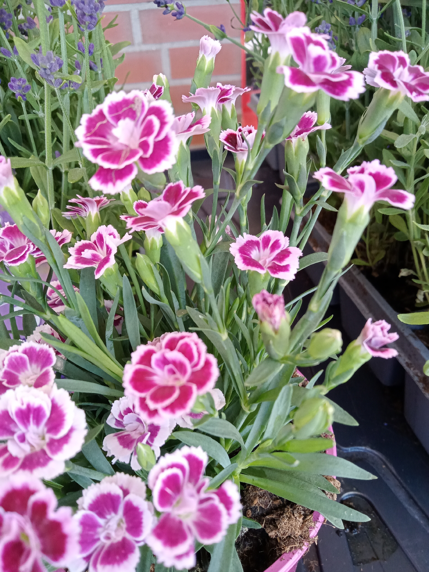 A close-up, slightly elevated, eye-level shot captures a cluster of vibrant dianthus flowers, their petals a striking combination of magenta and white. The flowers are in focus in the foreground, with their delicate, fringed edges clearly visible. Behind them, out of focus, are sprigs of lavender with their characteristic purple blooms and green stems, adding a softer texture and color contrast. The background is blurred, showing hints of a brick wall and the dark plastic of a planter. The overall scene suggests an outdoor setting, possibly a garden or a plant nursery, in Schwerin, Germany, where these flowers are displayed. There are no people or animals present, and the focus is entirely on the botanical subjects.