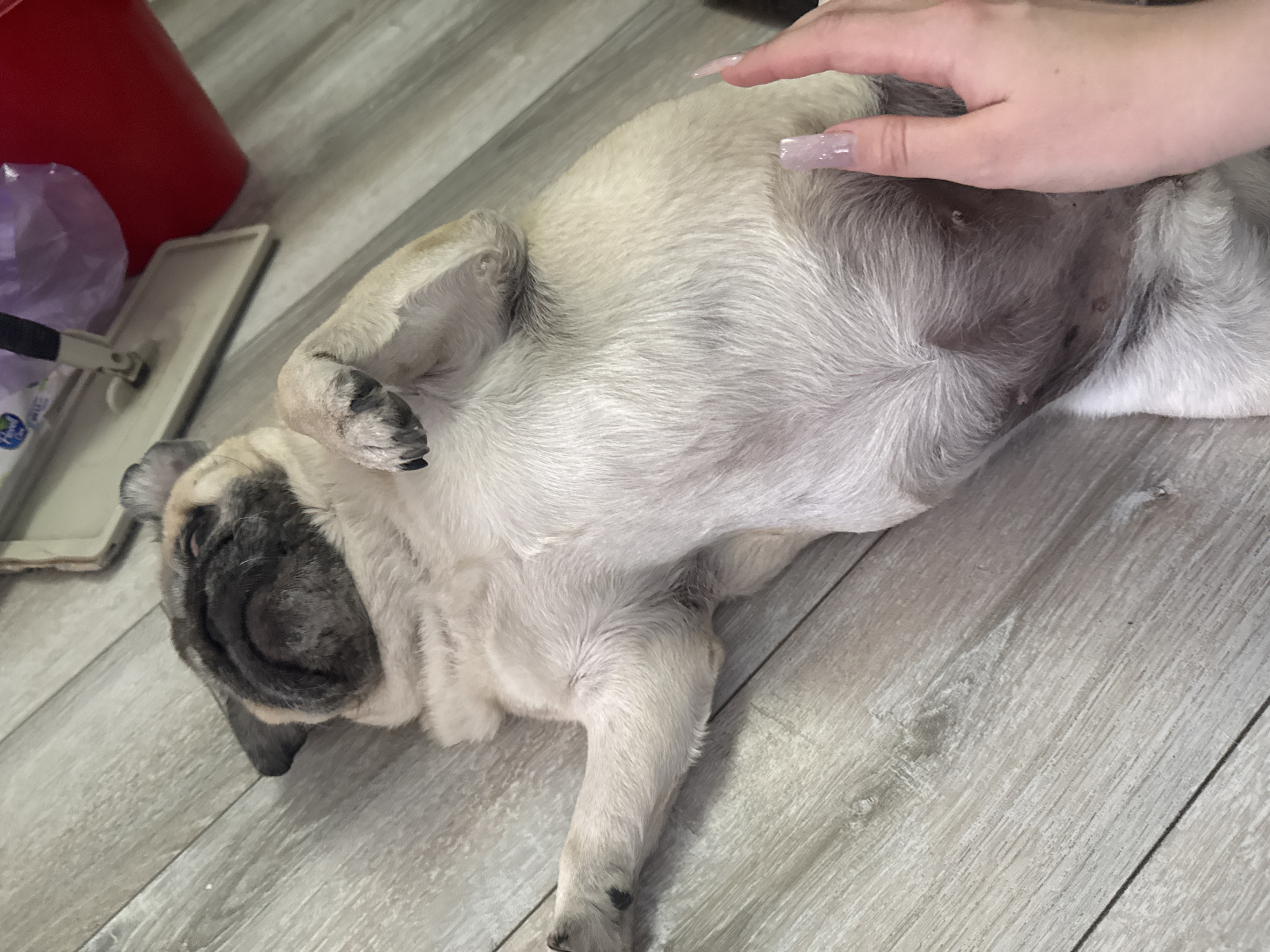 The image shows a pug dog lying on its back on a light-colored wooden floor. The dog's eyes are closed, and its paws are raised in the air. A person's hand with long, light-pink fingernails is gently touching the dog's belly. In the background, out of focus, are cleaning supplies, including a mop and a red bucket. The lighting suggests an indoor environment. The location of Bishkek City, Kyrgyzstan, is not determinable from the image itself.