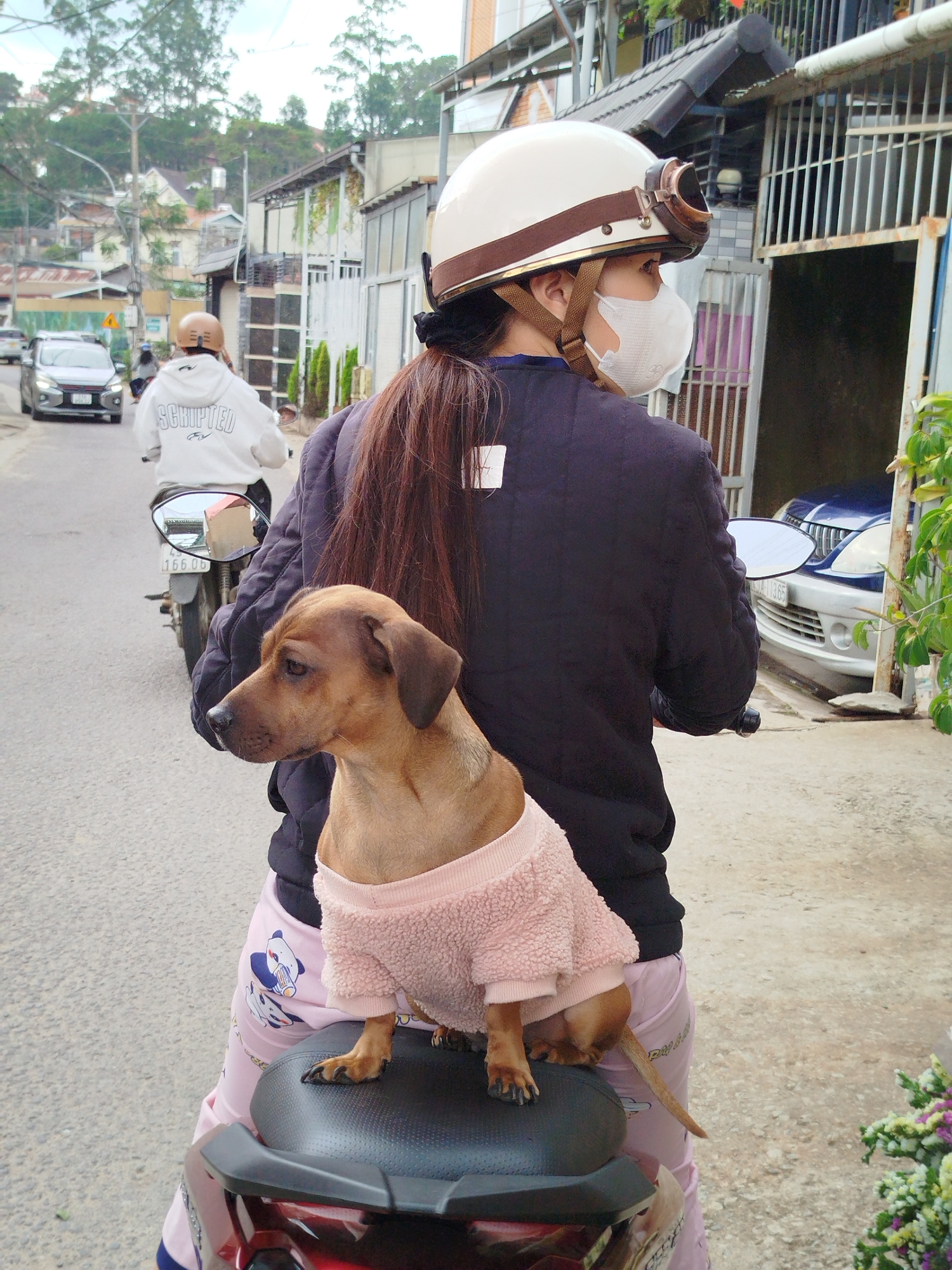 The image depicts a daytime street scene in Da Lat, Vietnam, with a person and their dog on a motorbike. The primary subject, viewed from behind, wears a black padded jacket and pink pajama-style pants adorned with cartoon penguin/bear figures. They are equipped with a white retro-style helmet featuring brown straps and goggles, and a white face mask. Their long dark brown hair is styled in a ponytail.
Perched on the back seat of the red/dark-colored scooter is a small, brown, short-haired dog, possibly a Dachshund mix, wearing a pink fluffy sweater. The dog sits calmly, looking towards the left. Ahead on the road, another individual on a motorbike, wearing a light brown helmet and a white hoodie with "SCRIPTED" text, is driving away. A silver car approaches in the background. To the right, a blue car is parked in a driveway.
The setting features buildings and houses lining the street, some with balconies and metal gates, against a backdrop of distant hills covered in trees. The natural light suggests it is daytime, under an overcast or mildly cloudy sky. The motorbikes and architectural style are consistent with urban environments in Southeast Asia. Visible text includes "SCRIPTED" on the hoodie and partial license plates "166.00" and "34A-13.65" on vehicles. The image captures an ordinary moment of travel, with the dog accompanying its owner on the motorbike.