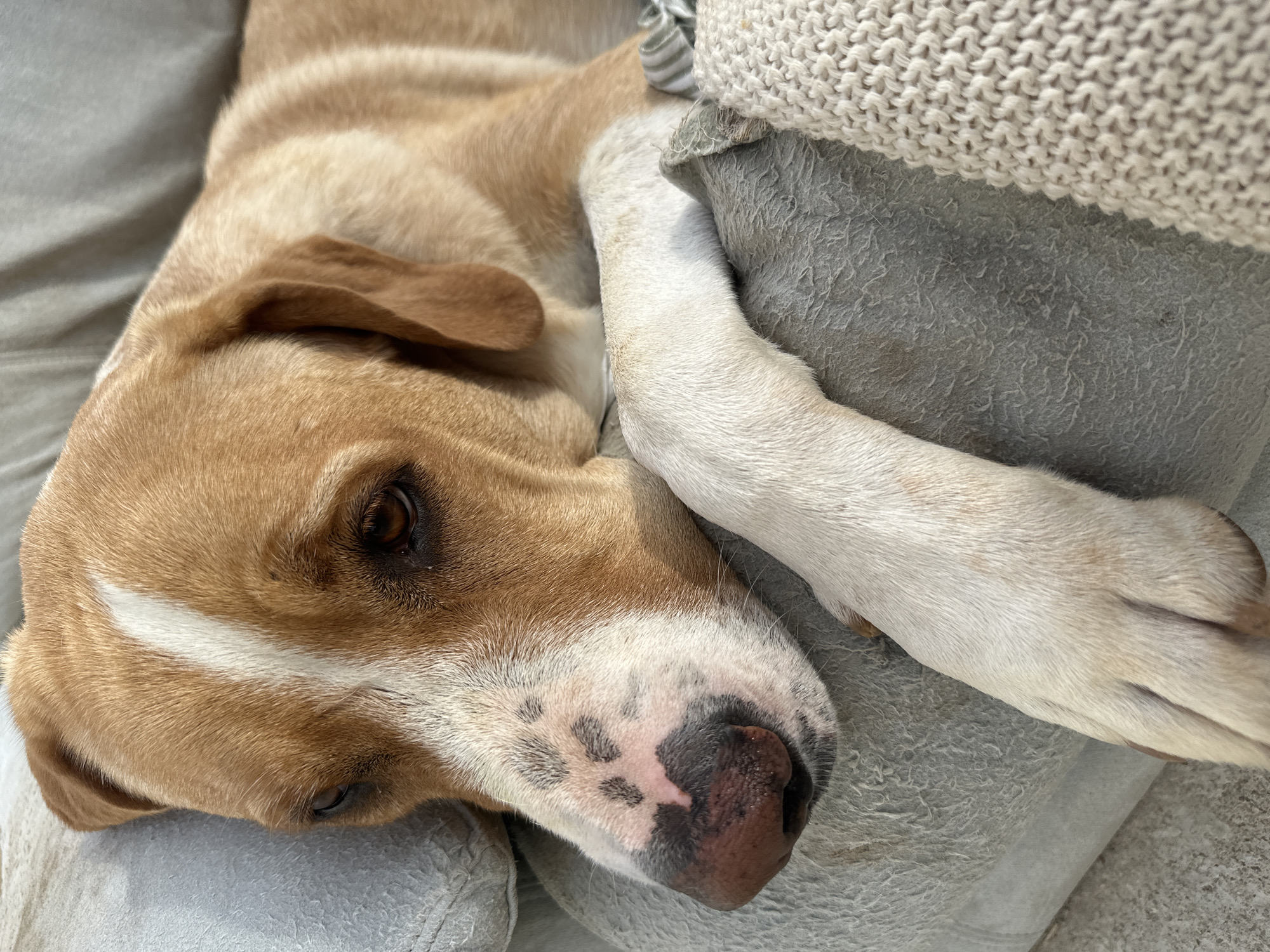 The image shows a close-up of a light brown dog with white markings on its face and paws, resting on a couch. The dog's head is tilted, and its eyes are partially closed, suggesting it is relaxed or sleepy. The couch appears to be made of a textured fabric, and a cream-colored knitted blanket is visible in the lower right corner of the image. The background is out of focus, but it seems to be an indoor setting. The lighting suggests it is daytime. There is no information in the image to indicate a specific location in Santa Maria del Camí, Spain.