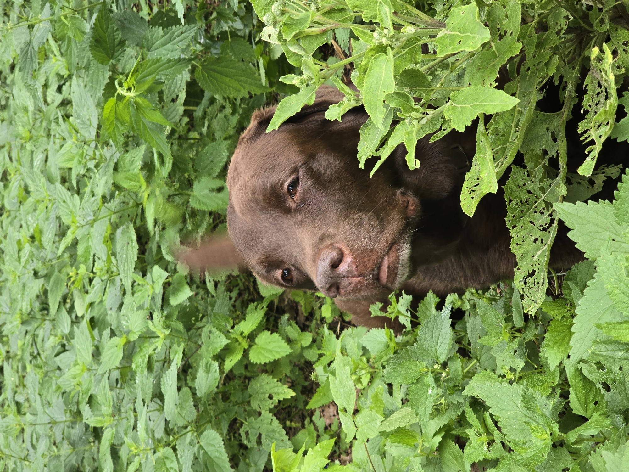 A chocolate labrador retriever is partially hidden in a field of green plants. The dog's head is visible from the side, with its body obscured by the foliage. The plants appear to be nettles, characterized by their serrated leaves and fuzzy texture. The scene is set outdoors, likely in a natural or overgrown area. The lighting suggests it is daytime, possibly overcast. The dog's tail is a blur of motion, indicating it may be wagging. The image is a close-up, focusing on the dog's face and the surrounding plant life.