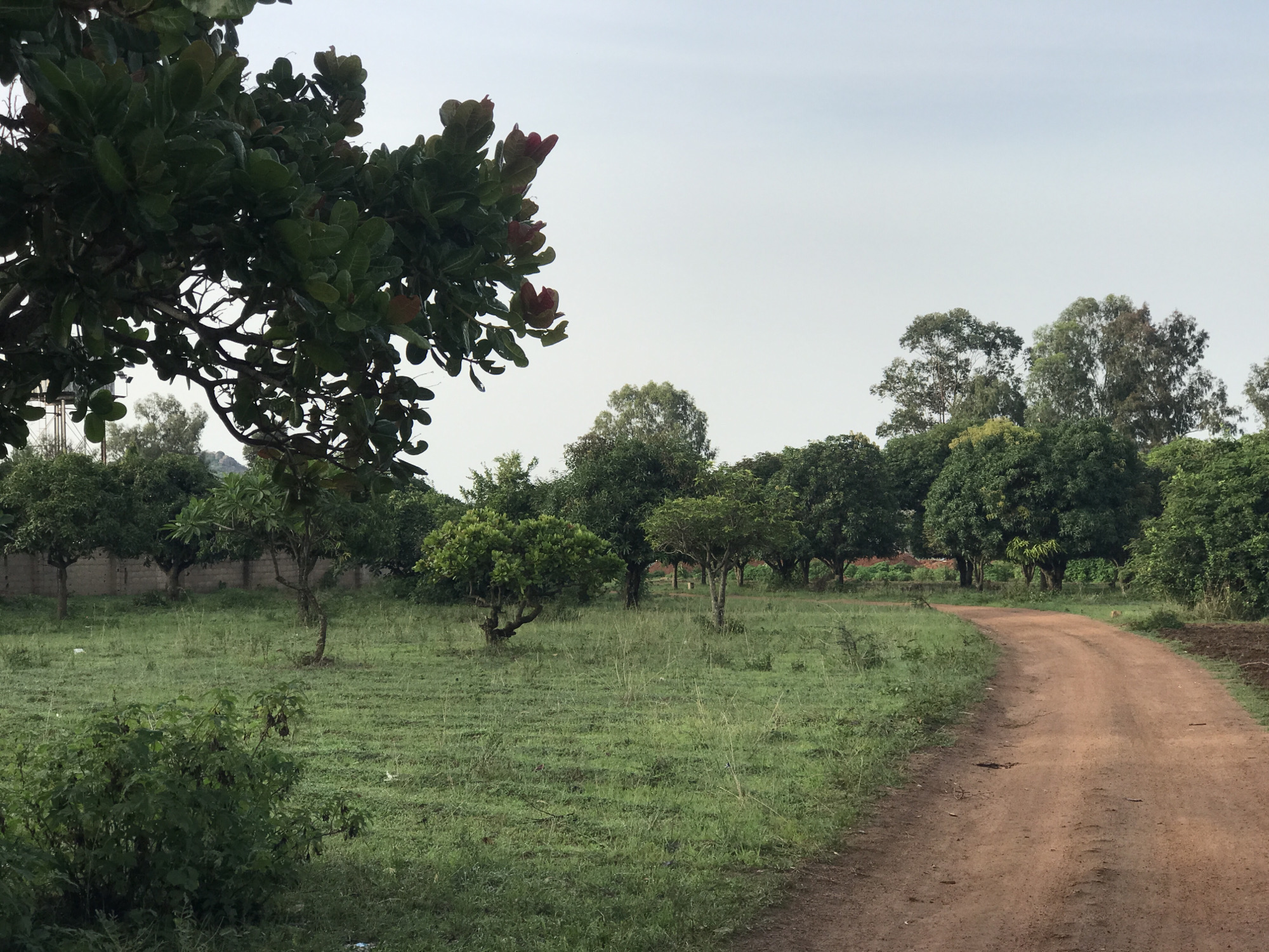 A dirt road curves to the right through a grassy, sparsely treed landscape under a pale, overcast sky. In the foreground to the left, the branches of a large tree with dark green leaves and some reddish new growth overhang the scene. The ground is covered in short, green grass, with scattered tufts of taller, dry grass. Beyond the grass, a line of trees with full canopies forms a backdrop, and behind them, a low, light-colored wall is visible. The road is a reddish-brown color, worn smooth by use, and appears to be unpaved. The overall impression is of a rural or semi-rural area, possibly on the outskirts of a city like Jos, Nigeria, during a time of day with diffused light.