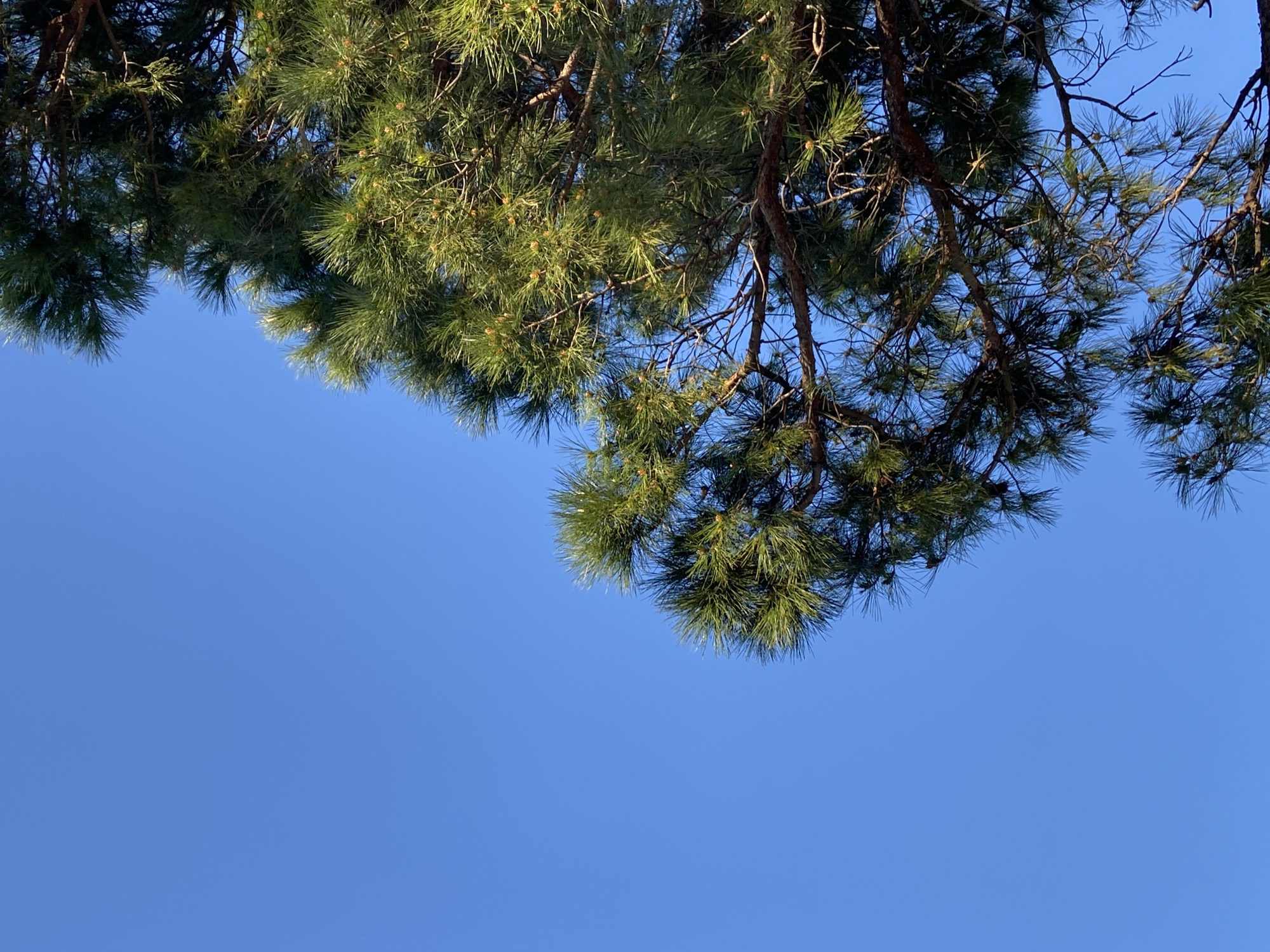 This image captures a serene natural scene, focusing on the vibrant green foliage of a pine tree against a clear, bright blue sky. Pine branches, thick with needles and small, light brown cones, extend into the frame from the top and upper sides, effectively framing the expansive sky that dominates the lower and central portions of the photograph.
The sunlight brightly illuminates the pine needles, creating a dynamic texture with subtle variations in light and shadow across the dense foliage. The uniform, cloudless blue sky suggests excellent weather conditions and a daytime setting, likely morning or afternoon, given the strong, direct light. No human subjects, man-made objects, or specific activities are depicted, emphasizing the tranquility of nature. The scene is consistent with the coastal environment of Bar, Montenegro, where such pine trees are common. There is no visible text within the image.