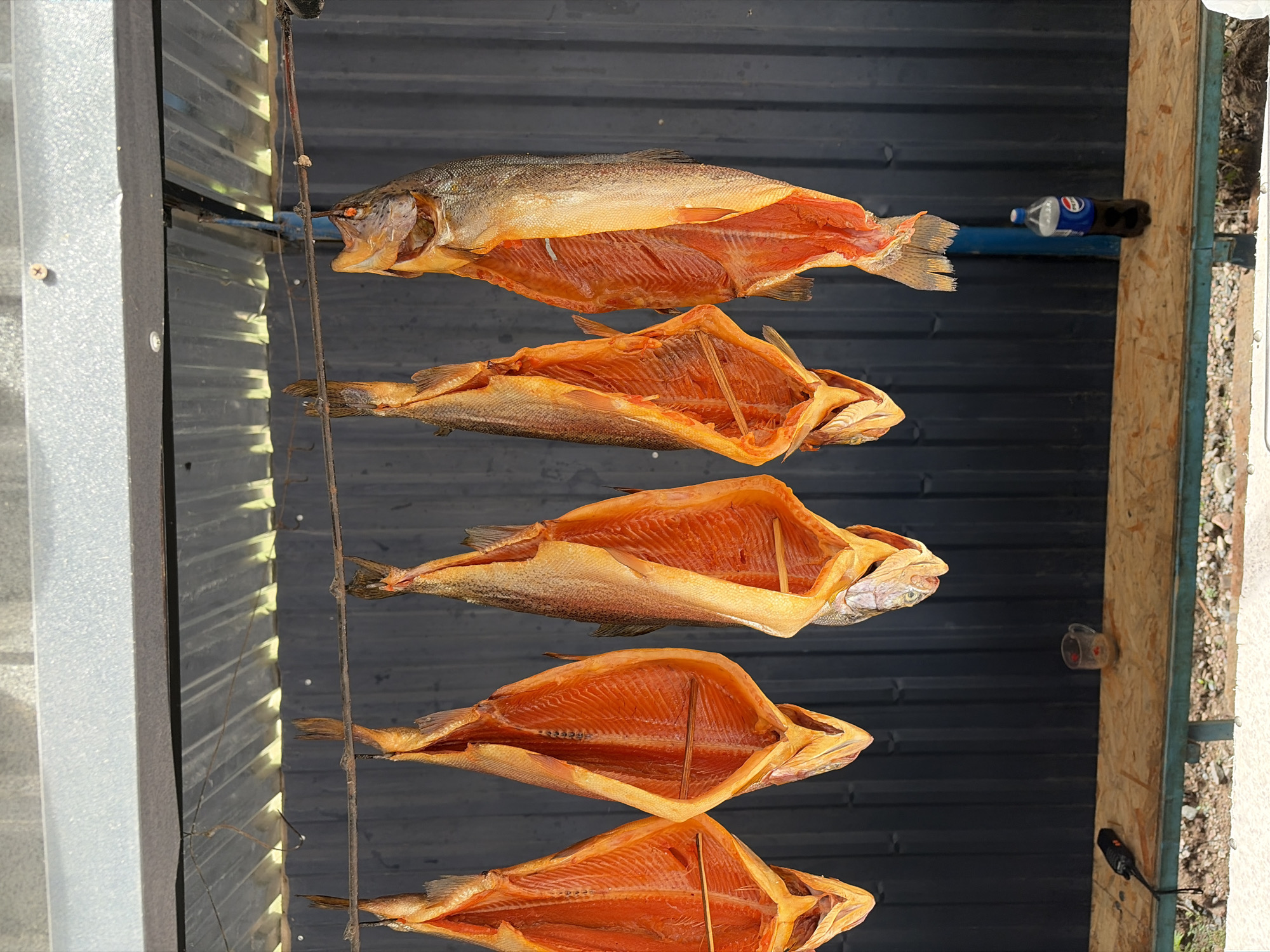The image shows five split and de-boned fish hanging from a wire, suspended from a corrugated metal awning. The fish are uniformly orange in color, with visible rib bones and some flesh exposed. Wooden skewers are inserted into some of the fish to keep them open. The fish appear to be drying or smoking. Behind the fish is a dark, ribbed metal wall. Below the hanging fish, a wooden bench is visible. On the bench, there is a black electronic device with a wire, a small glass cup containing a reddish liquid, and a bottle of Pepsi. The ground beneath the bench is composed of dirt and small stones. The scene is outdoors, with sunlight illuminating the fish and the awning.