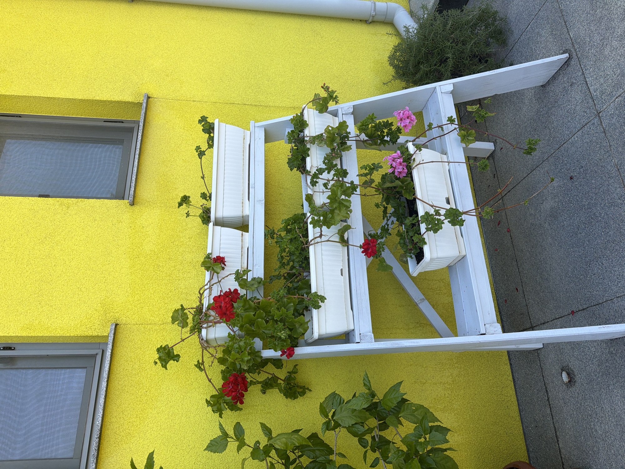 The image depicts a vibrant yellow exterior wall of a building, with two windows visible. In front of the wall stands a white, tiered plant stand holding several white planters filled with green foliage and flowers. The flowers are predominantly red and pink. To the left of the plant stand, a large green plant with broad leaves is visible. To the right, a bush of rosemary can be seen. The ground is paved with gray tiles. The scene appears to be an outdoor space, likely a yard or patio, in Dolno Ablanovo, Bulgaria. There are no people or animals present in the image.