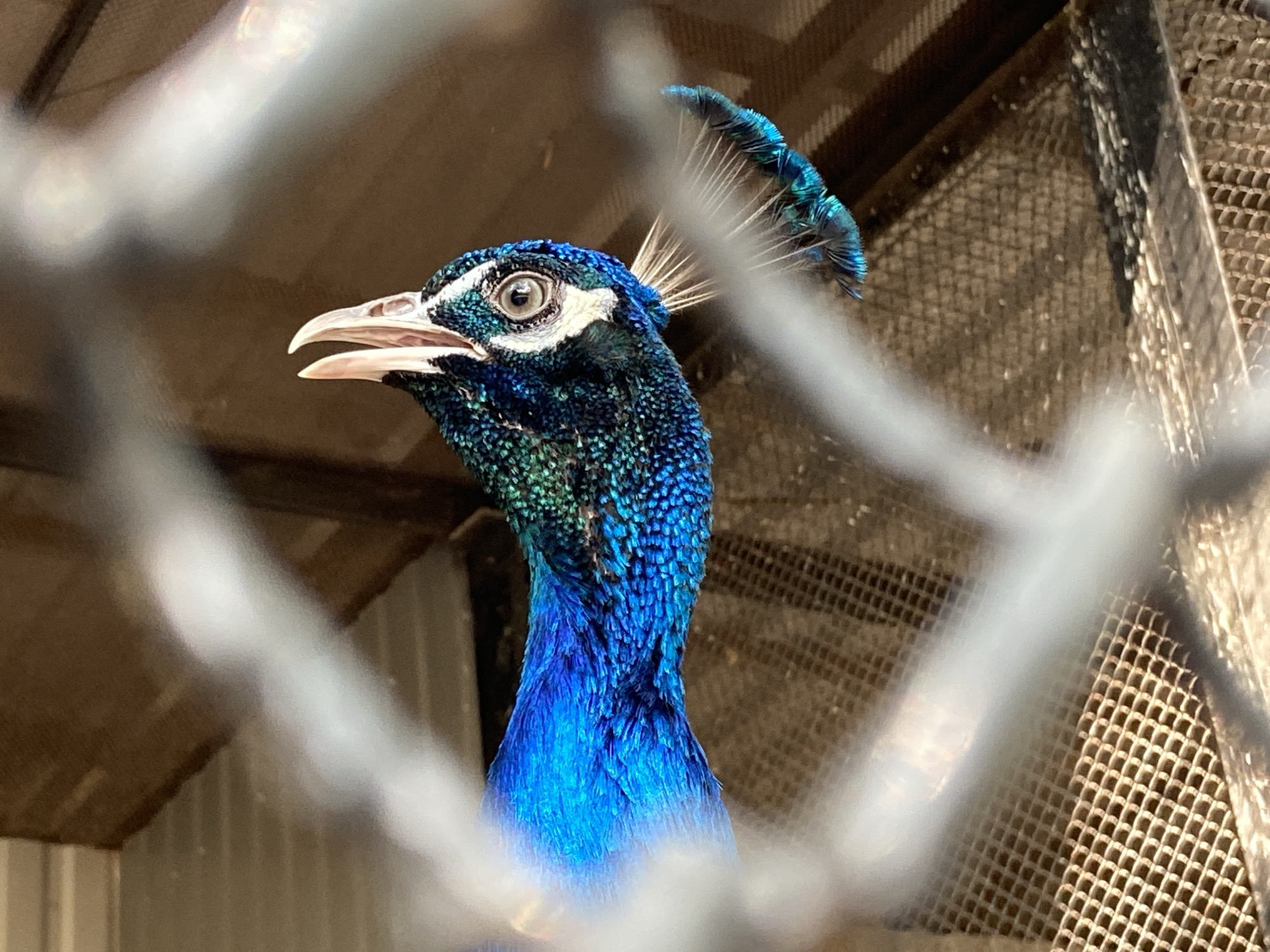 A close-up, side profile of a male peacock's head and neck is visible through a blurred wire fence. The peacock has vibrant blue and green iridescent feathers on its head and neck, with a white stripe above its eye and a crest of blue feathers on its head. Its beak is partially open, revealing a pink interior. The background is out of focus, showing a brown, textured surface and a light-colored metal wall.