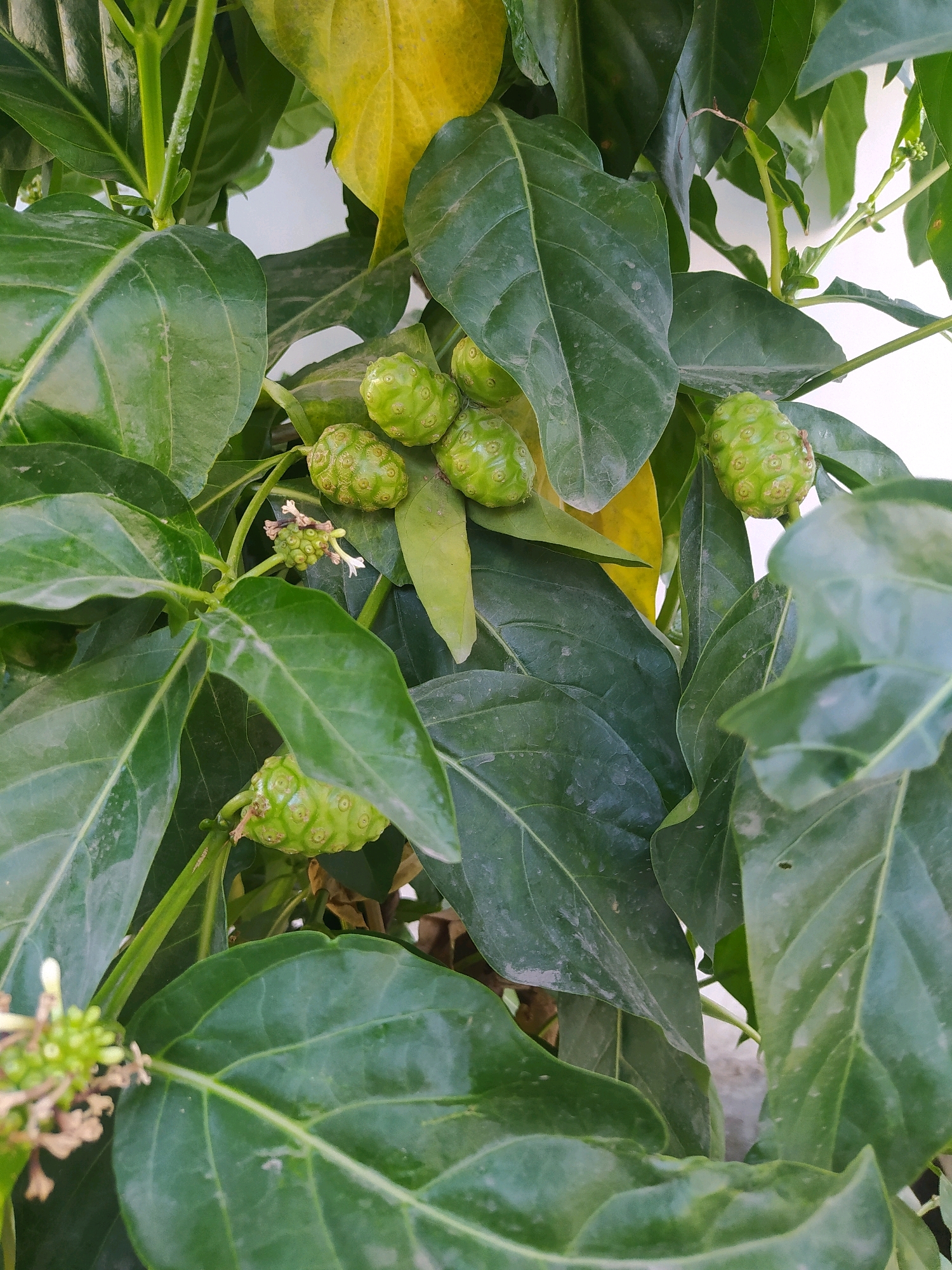 A close-up shot of a noni tree is presented, with several green, bumpy noni fruits visible among the broad, dark green leaves. Some yellowing leaves are also present in the upper portion of the frame. The image appears to have been taken outdoors, with a white background visible in some areas, possibly indicating a wall or structure. The scene is devoid of human presence and action. The specific location in Sroyo, Indonesia is not discernible from the visual information provided in the image.